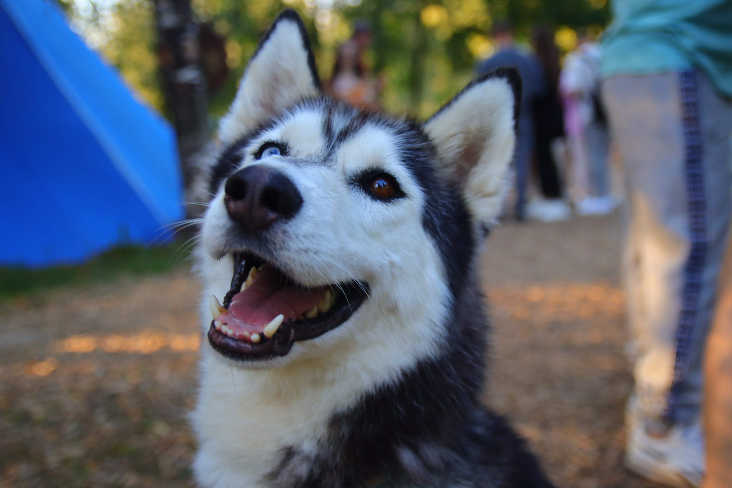 Фотограф и видеограф Лашманов Павел