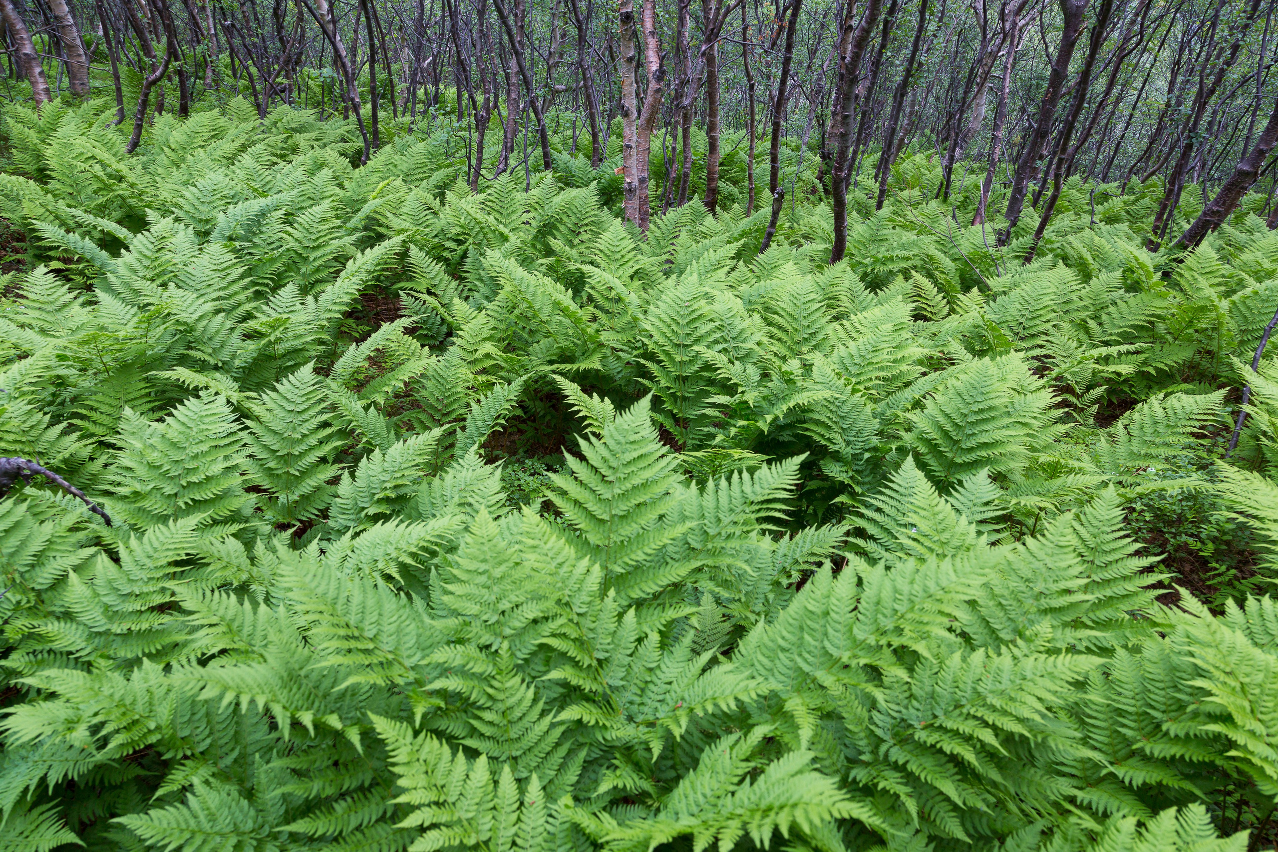 Фиорд Долгая щель. Пейзажи Крайнего Севера. Баренцево море, Рыбачий, Средний, Немецкий
