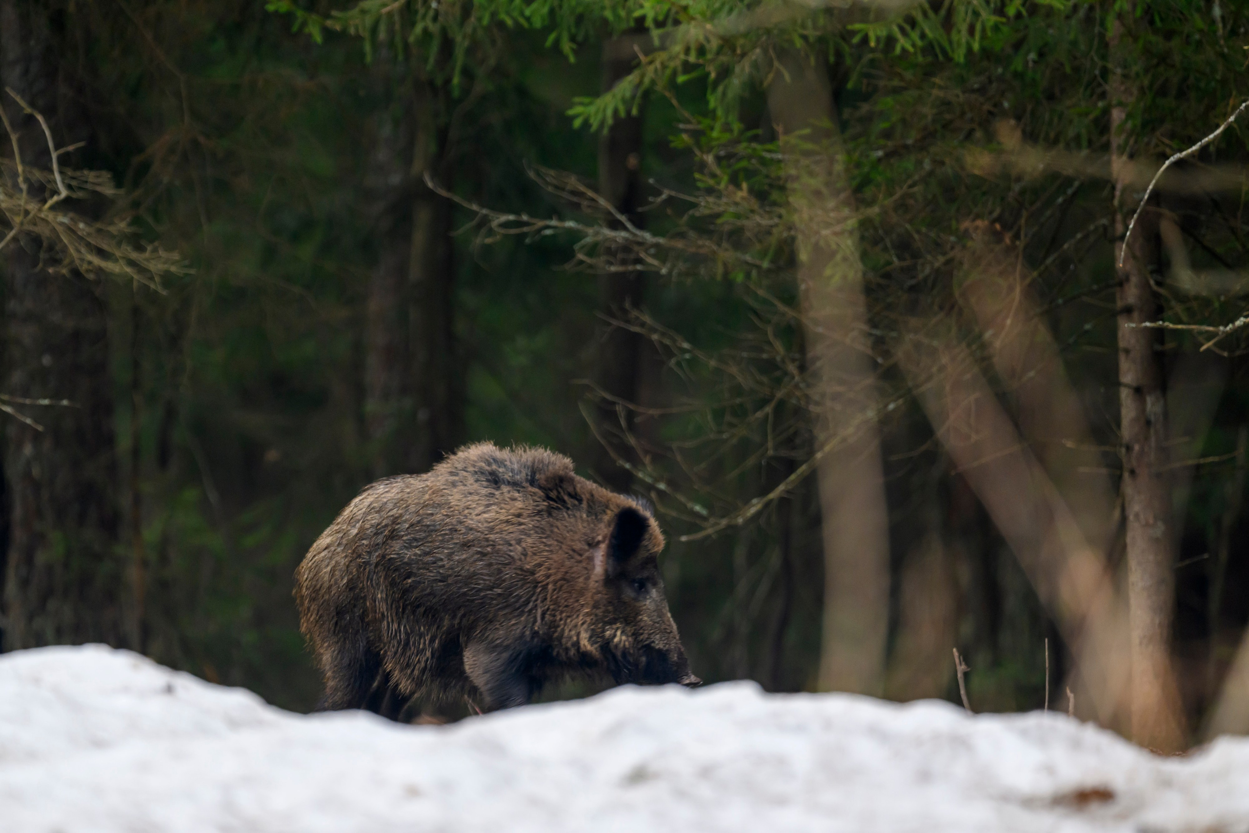Кабан и бобер. Фотограф Сергей Пупонин
