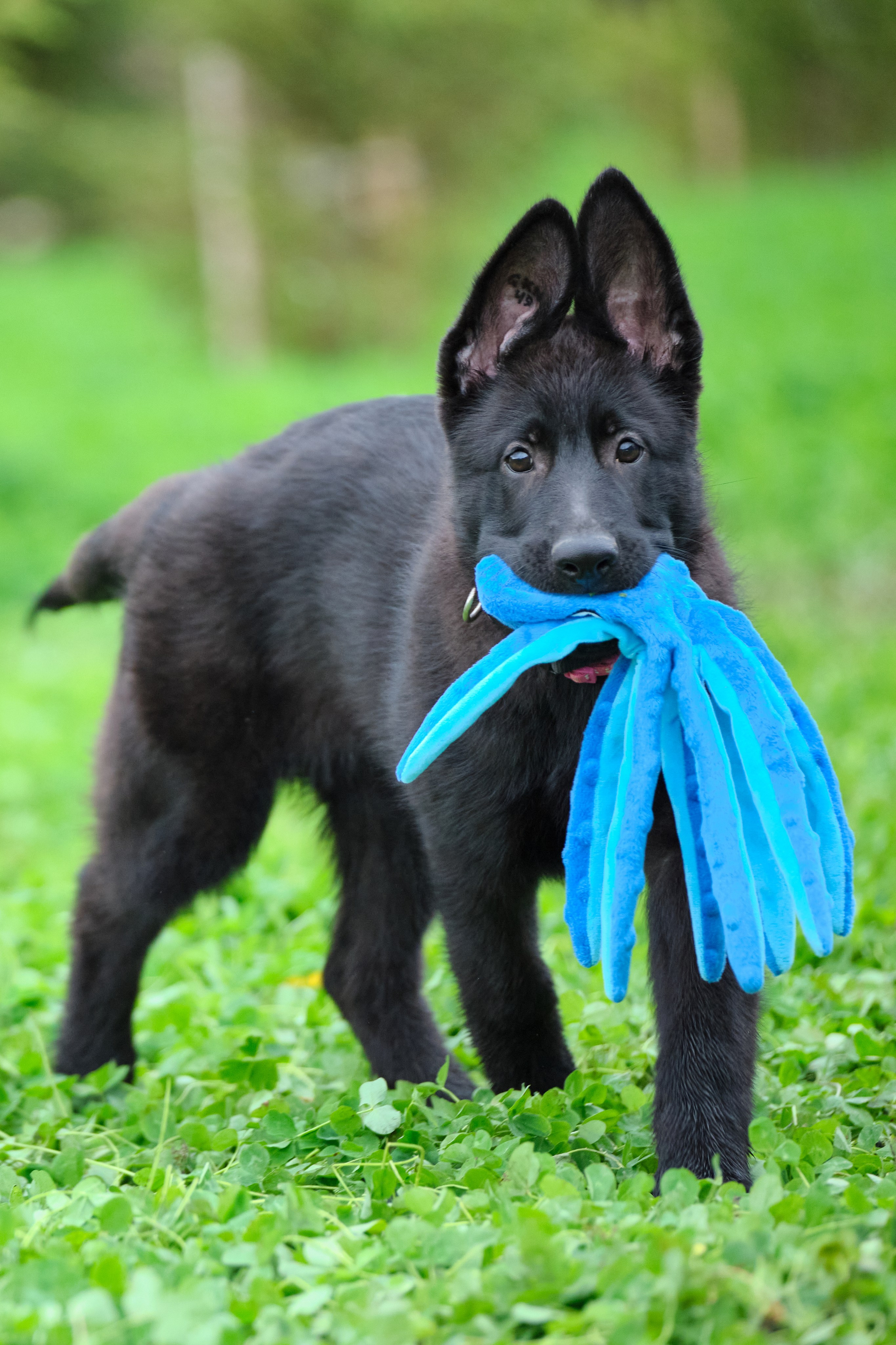 Фотосъемка на продажу щенков немецких овчарок, фотограф - анималист, фото играющих щенков, ищу фотографа и видеографа анималиста