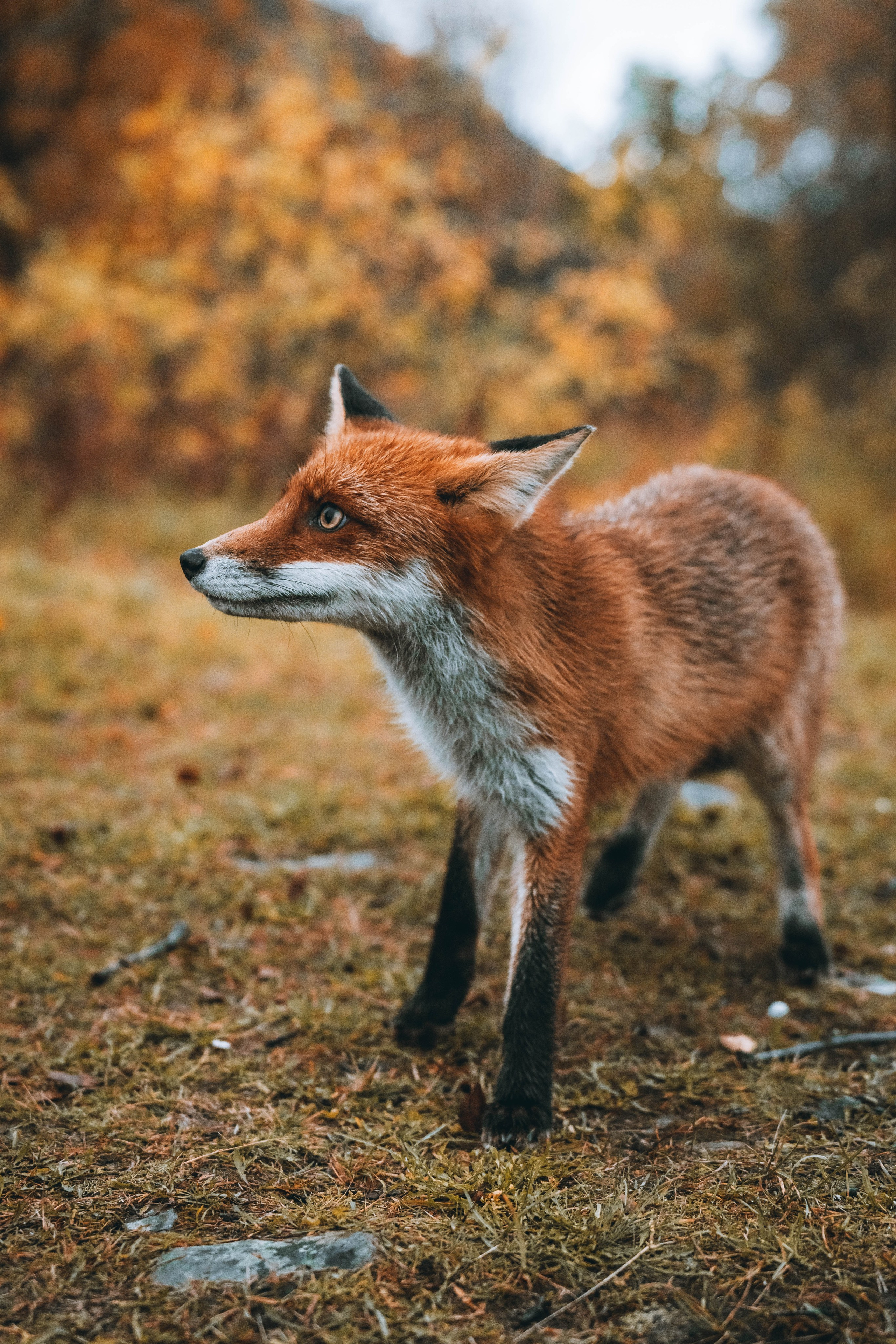 СЕВЕР. Event фотограф Степанова Александра
