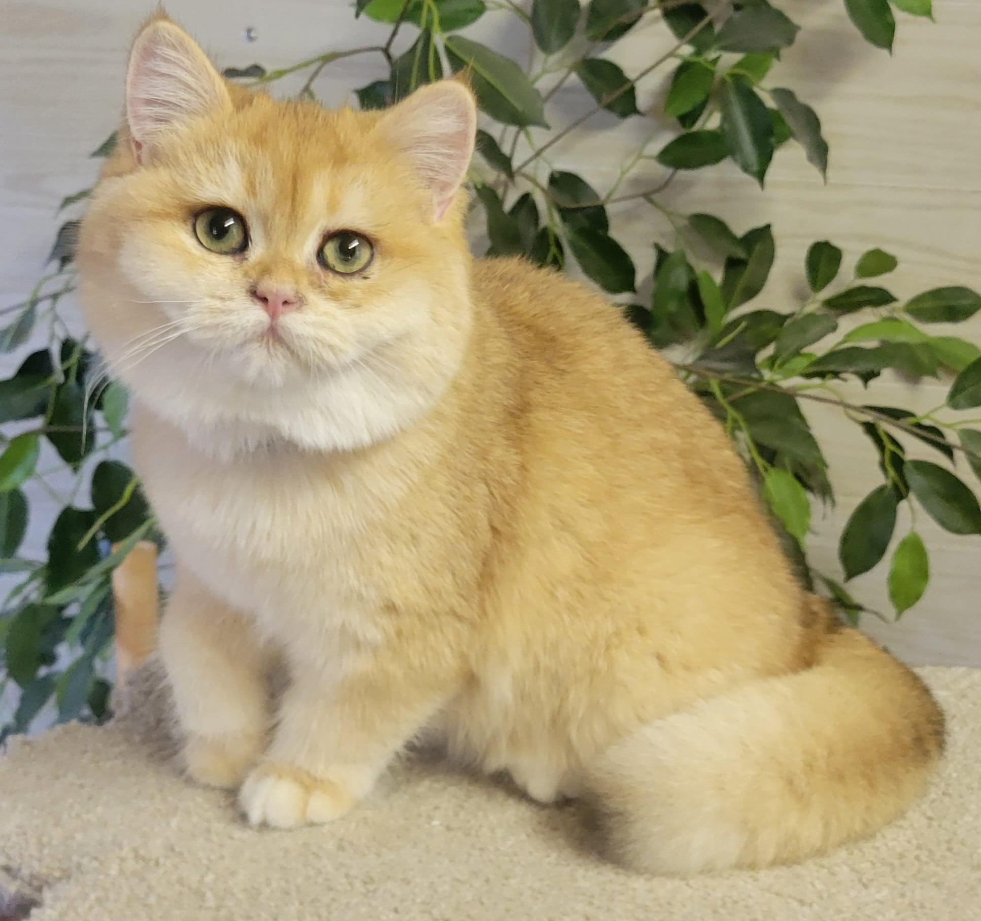 Gulliver, male, DB-06.14.24,sold. British shorhair Cats