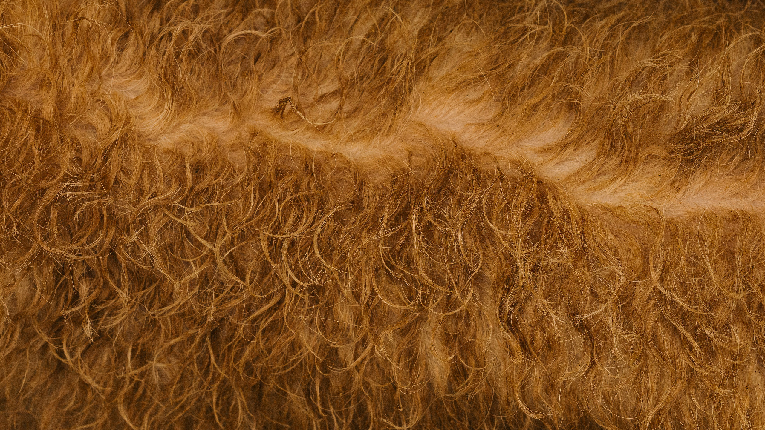 Акиро и Йоши. Фотограф- анималист Александра Матвеева