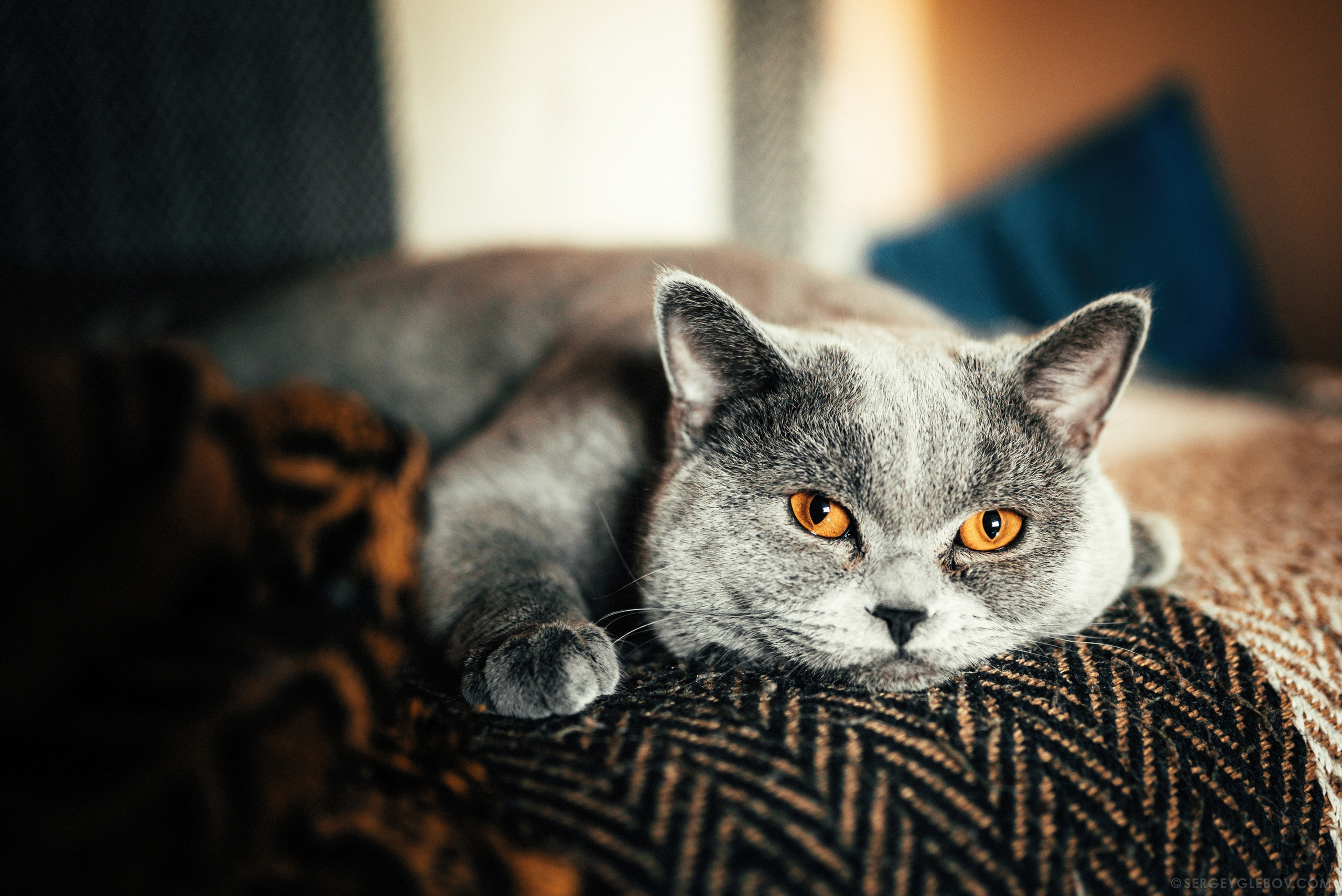 Животные. Сергей Глебов - фотограф