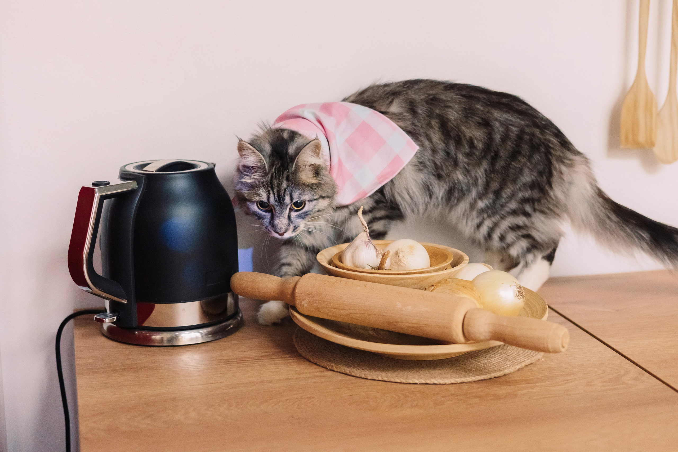 Магазин Friend of mine. Фотограф-анималист Елена Радченко, Москва