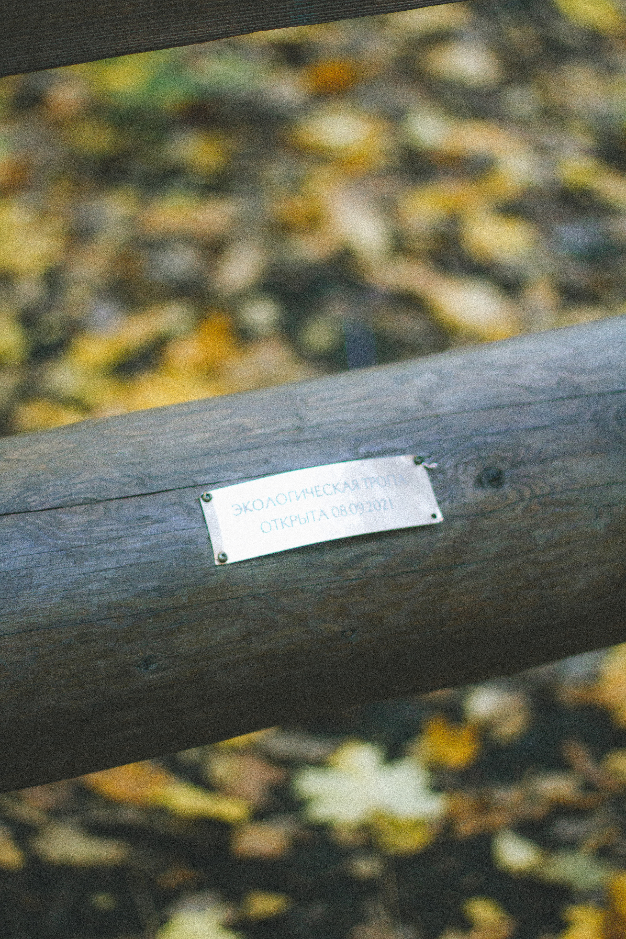 Прогулка по эко-тропе Лисий нос. Фотограф в Санкт-Петербурге