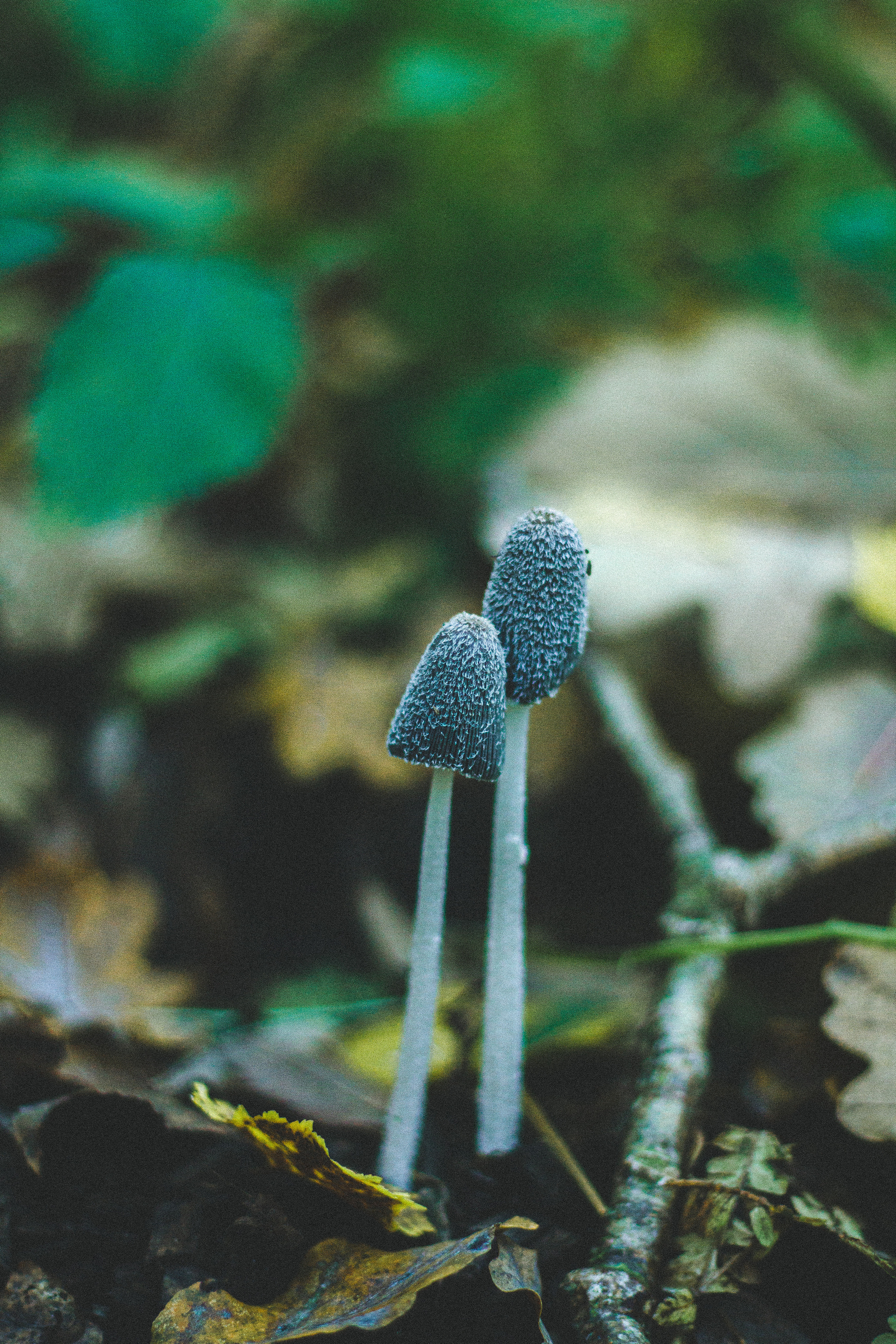 Прогулка по эко-тропе Лисий нос. Фотограф в Санкт-Петербурге