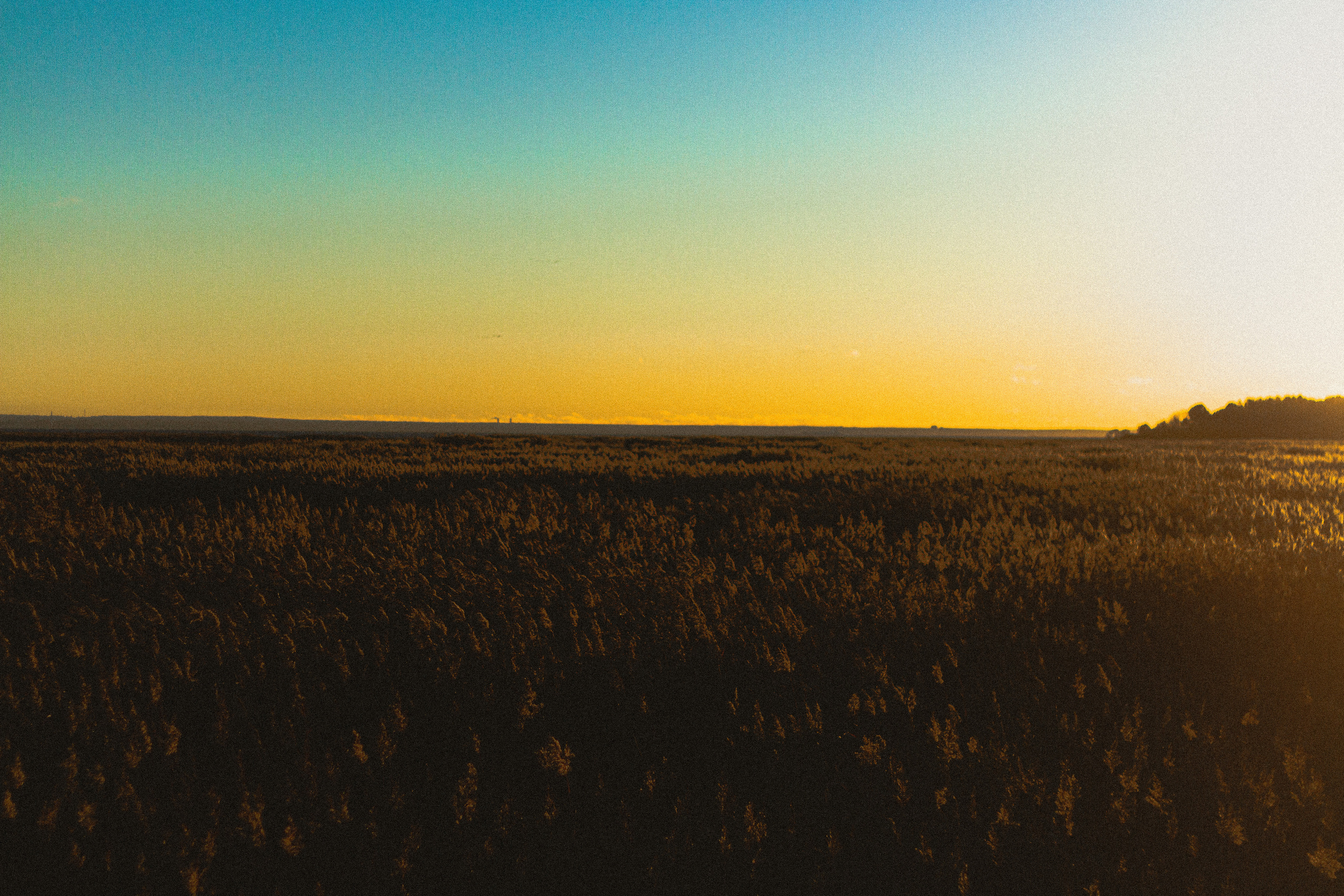 Прогулка по эко-тропе Лисий нос. Фотограф в Санкт-Петербурге