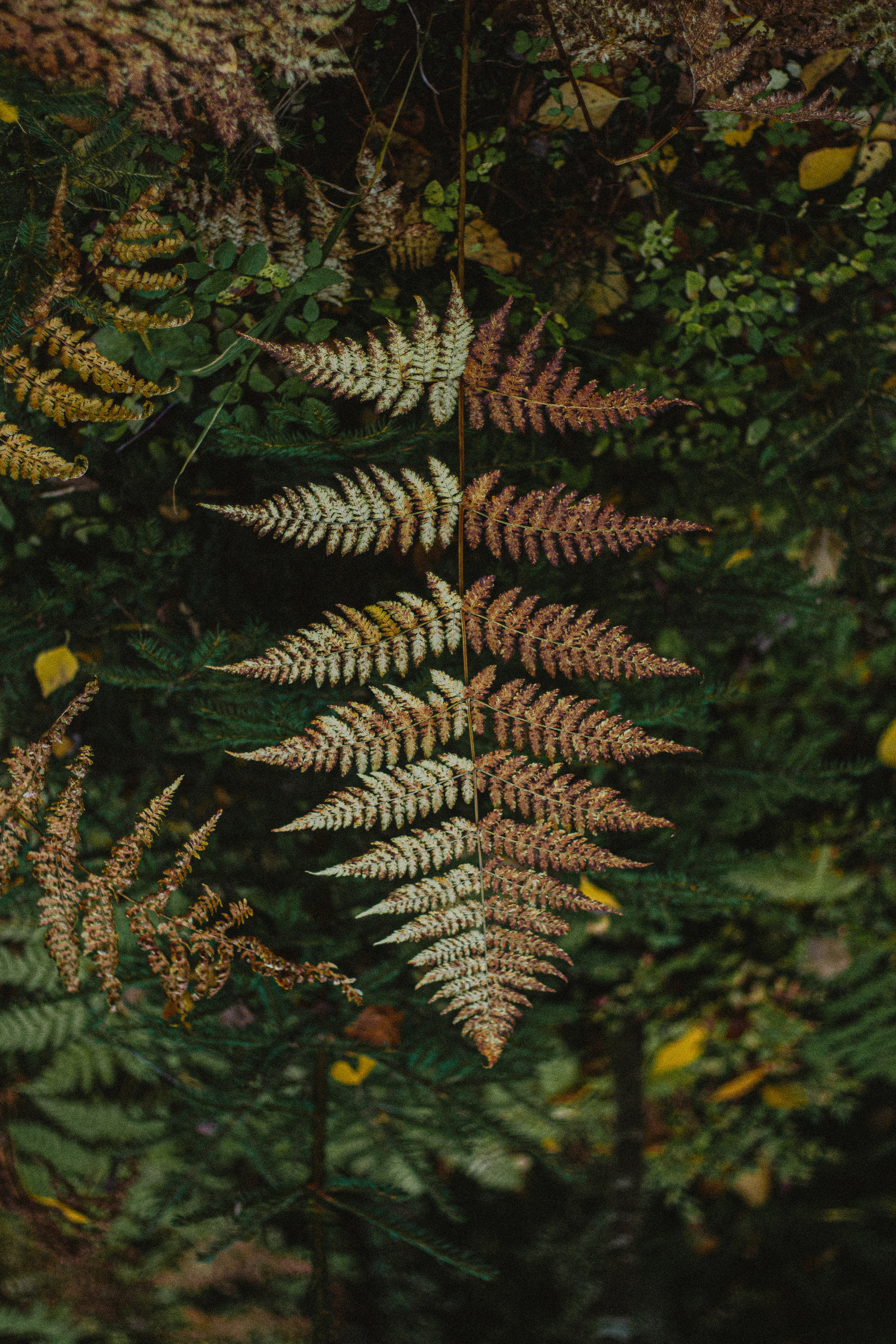 Прогулка по эко-тропе Лисий нос. Фотограф в Санкт-Петербурге