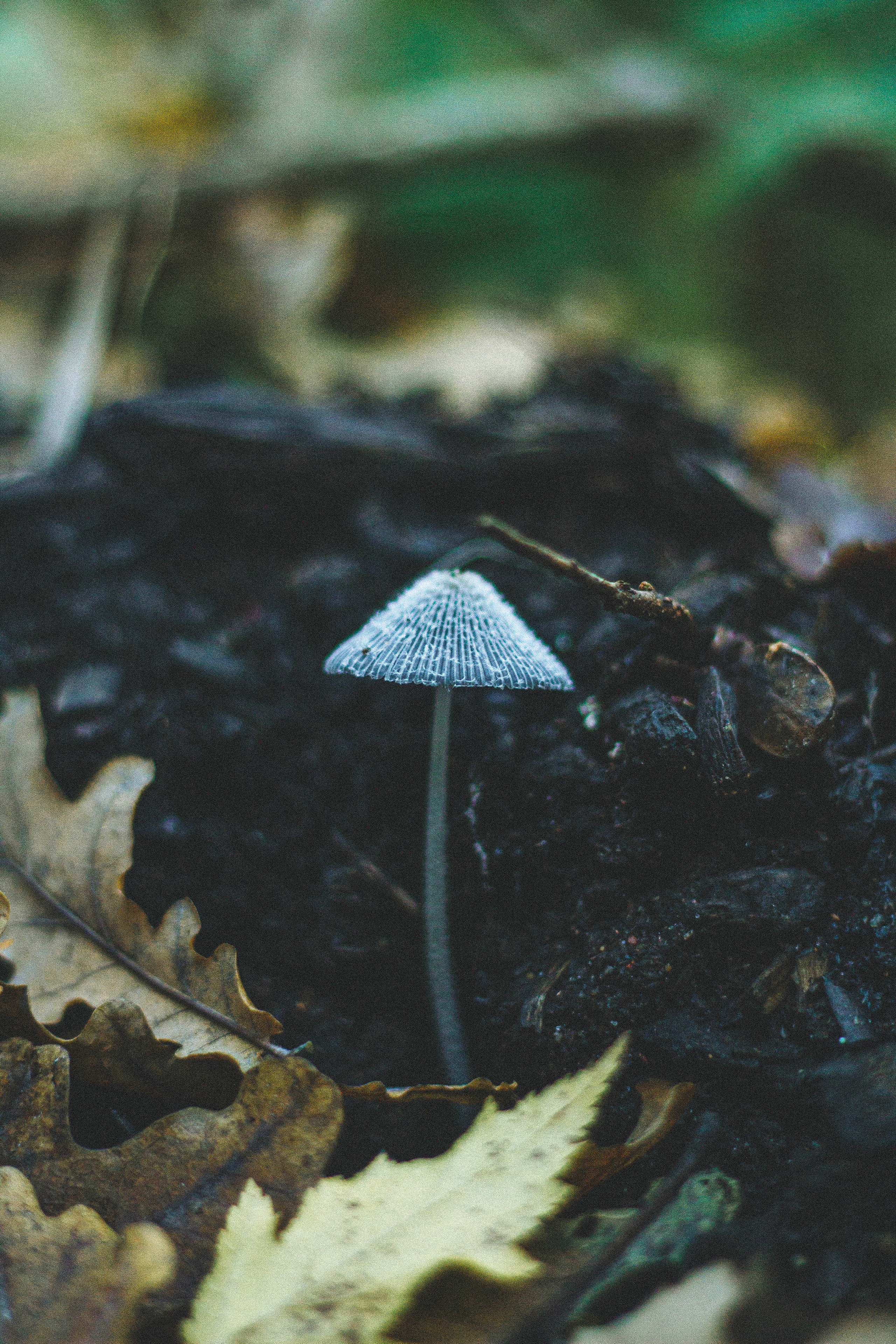 Прогулка по эко-тропе Лисий нос. Фотограф в Санкт-Петербурге