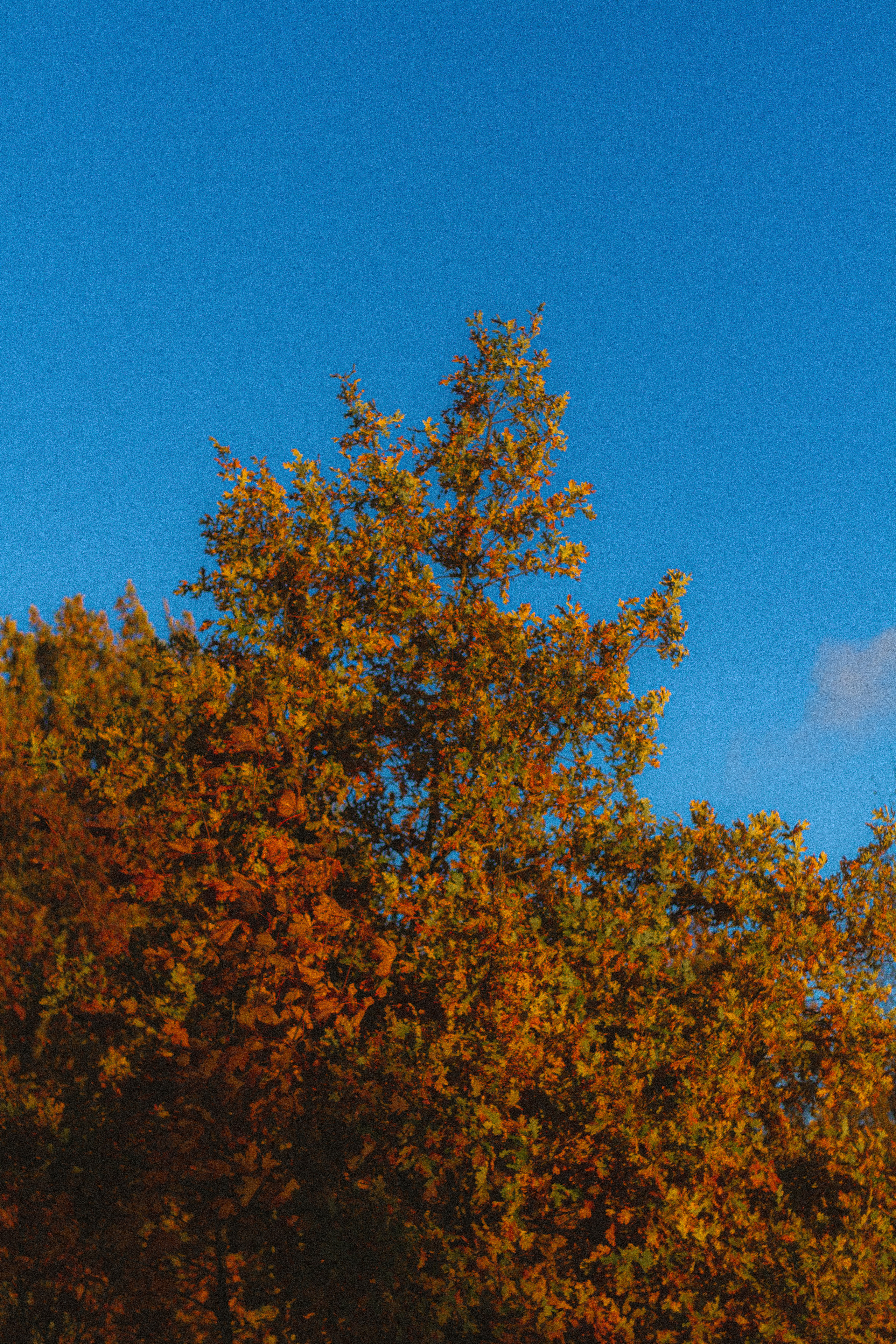 Прогулка по эко-тропе Лисий нос. Фотограф в Санкт-Петербурге