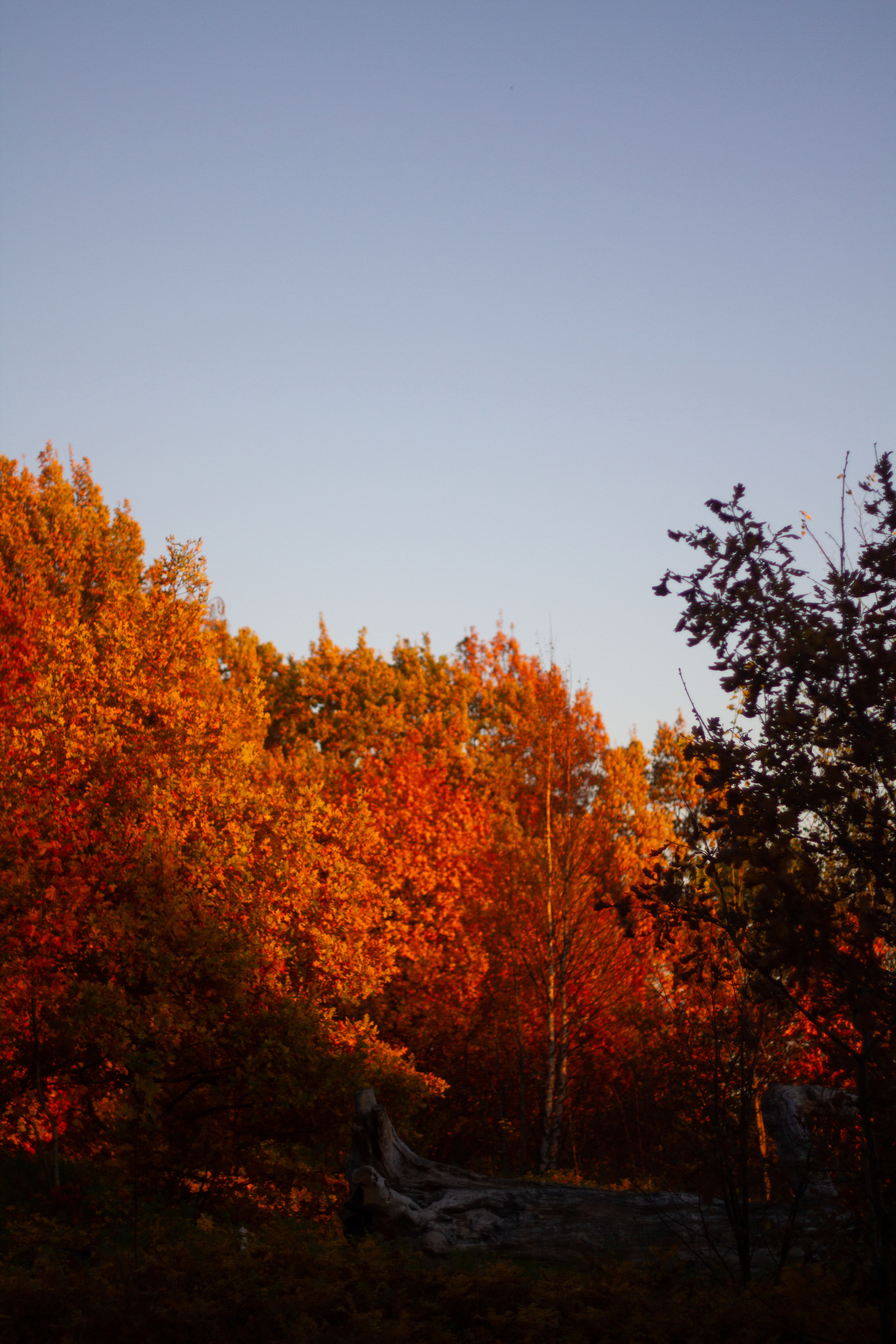 Прогулка по эко-тропе Лисий нос. Фотограф в Санкт-Петербурге
