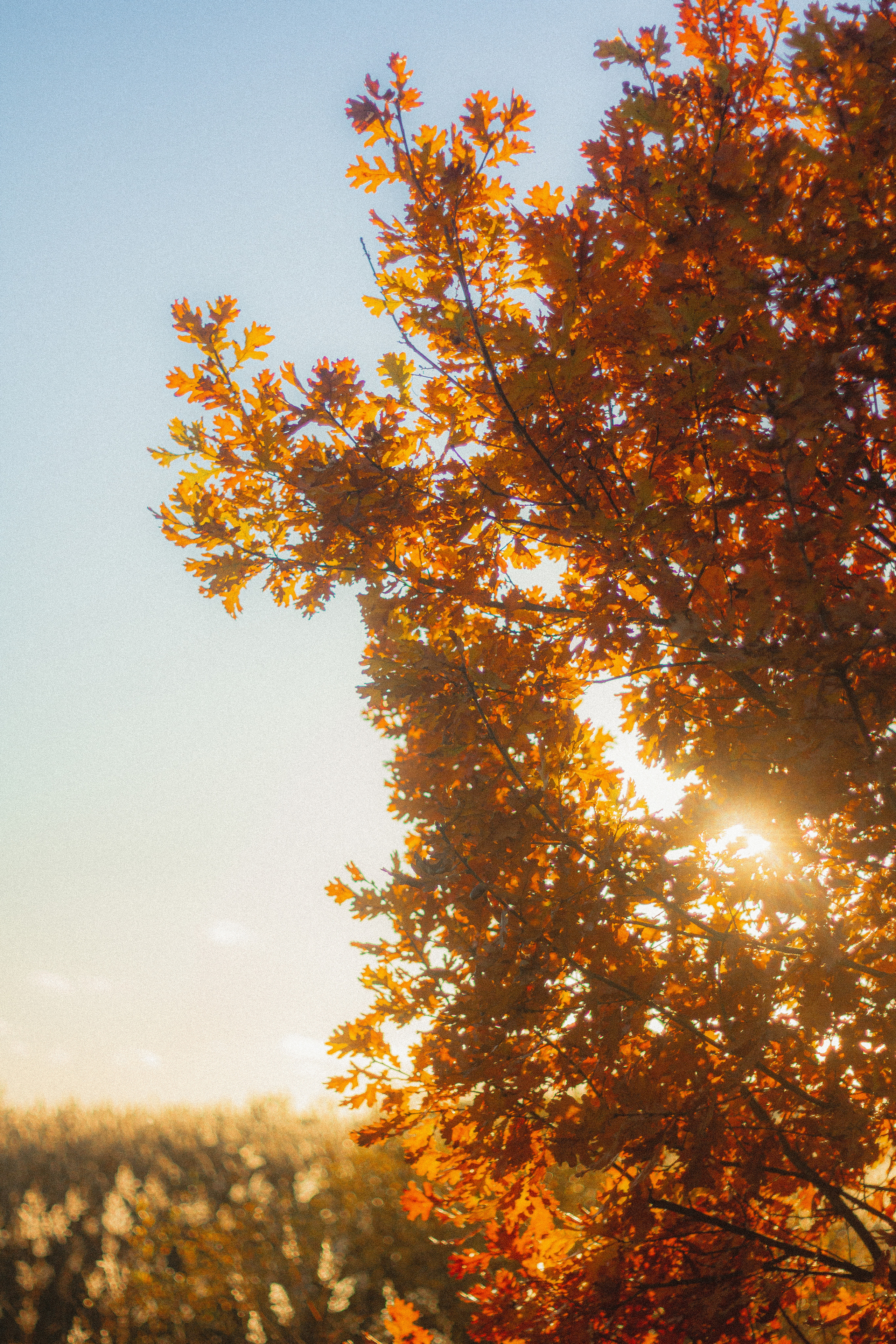 Прогулка по эко-тропе Лисий нос. Фотограф в Санкт-Петербурге