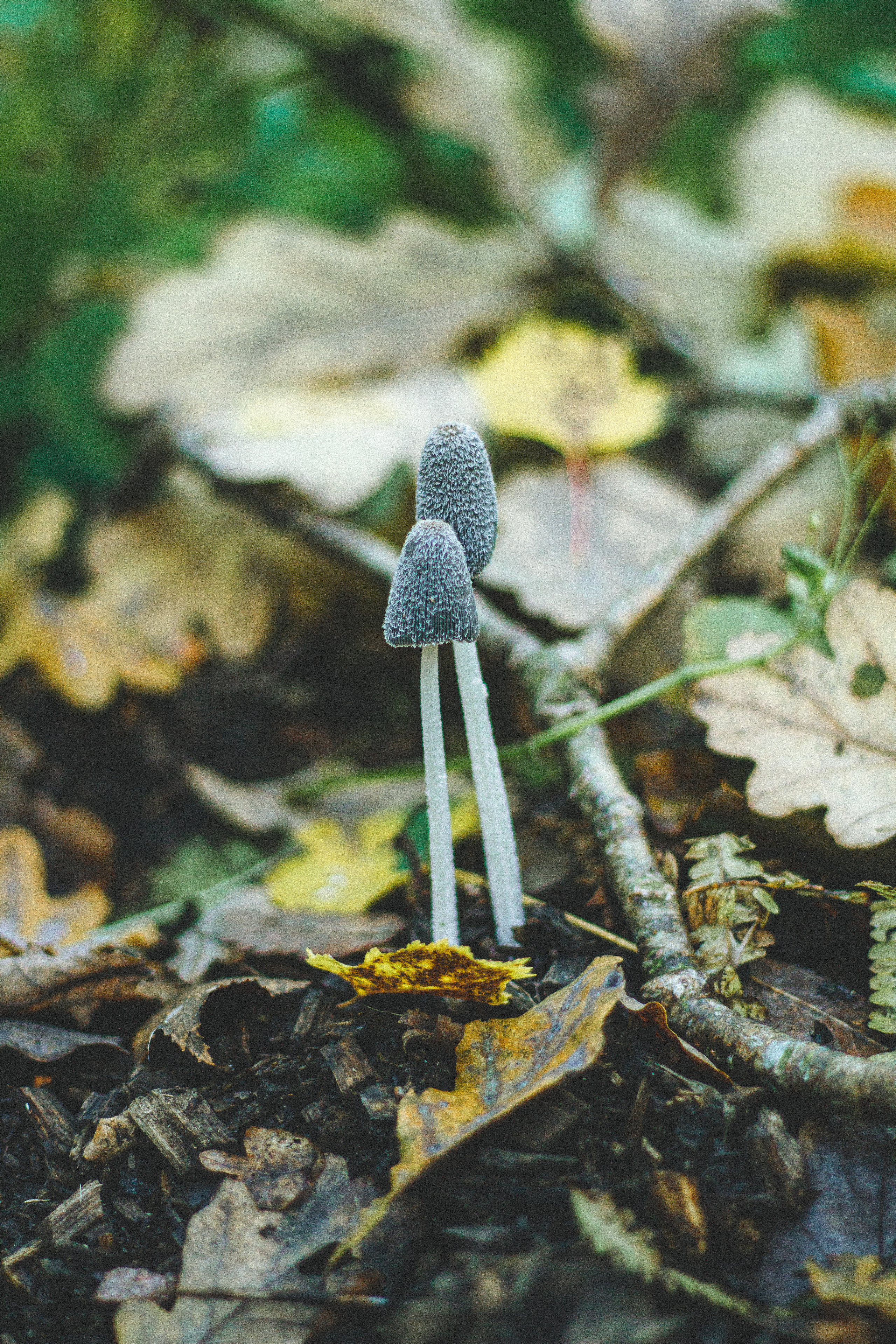 Прогулка по эко-тропе Лисий нос. Фотограф в Санкт-Петербурге