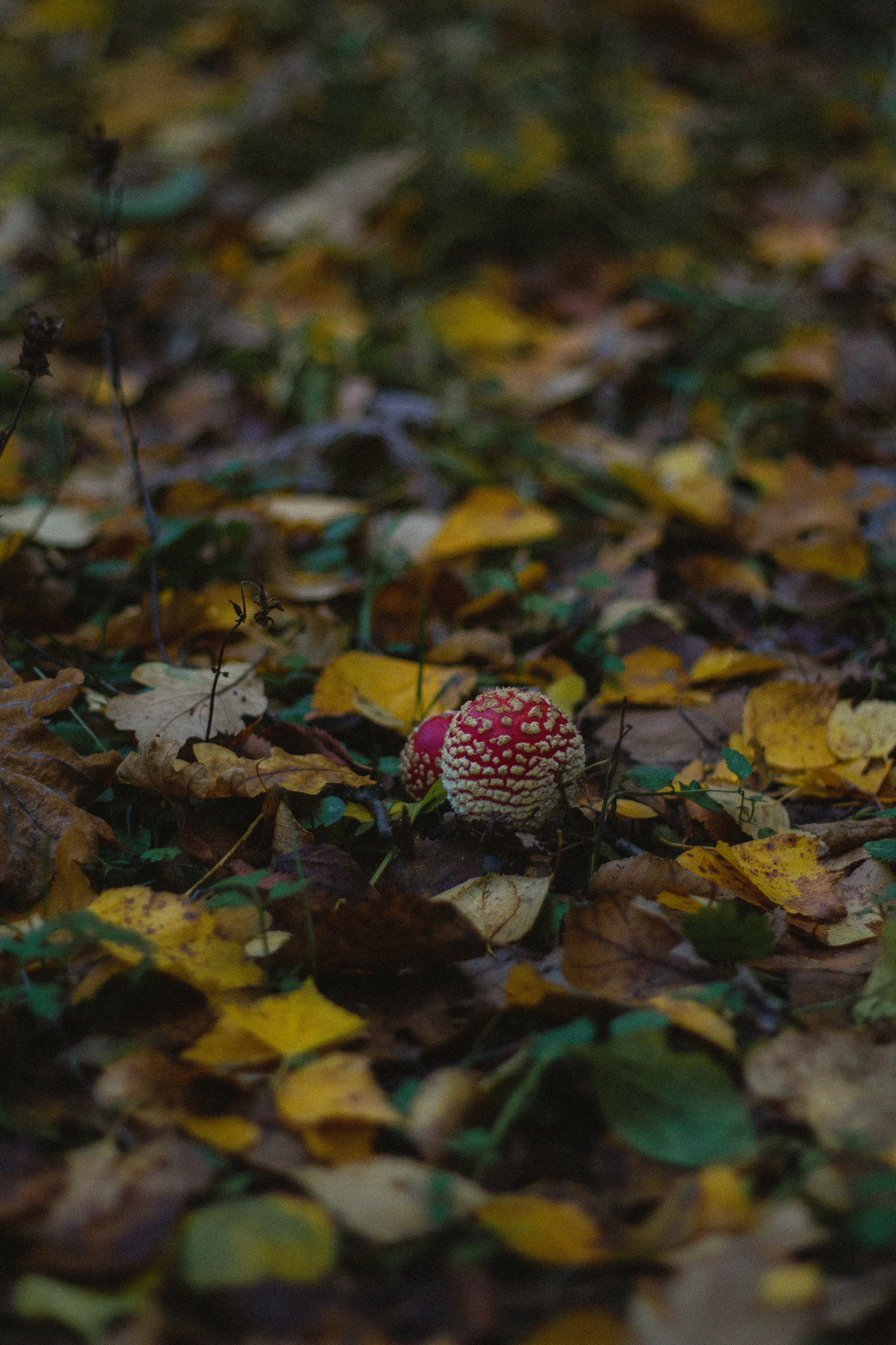 Прогулка по эко-тропе Лисий нос. Фотограф в Санкт-Петербурге