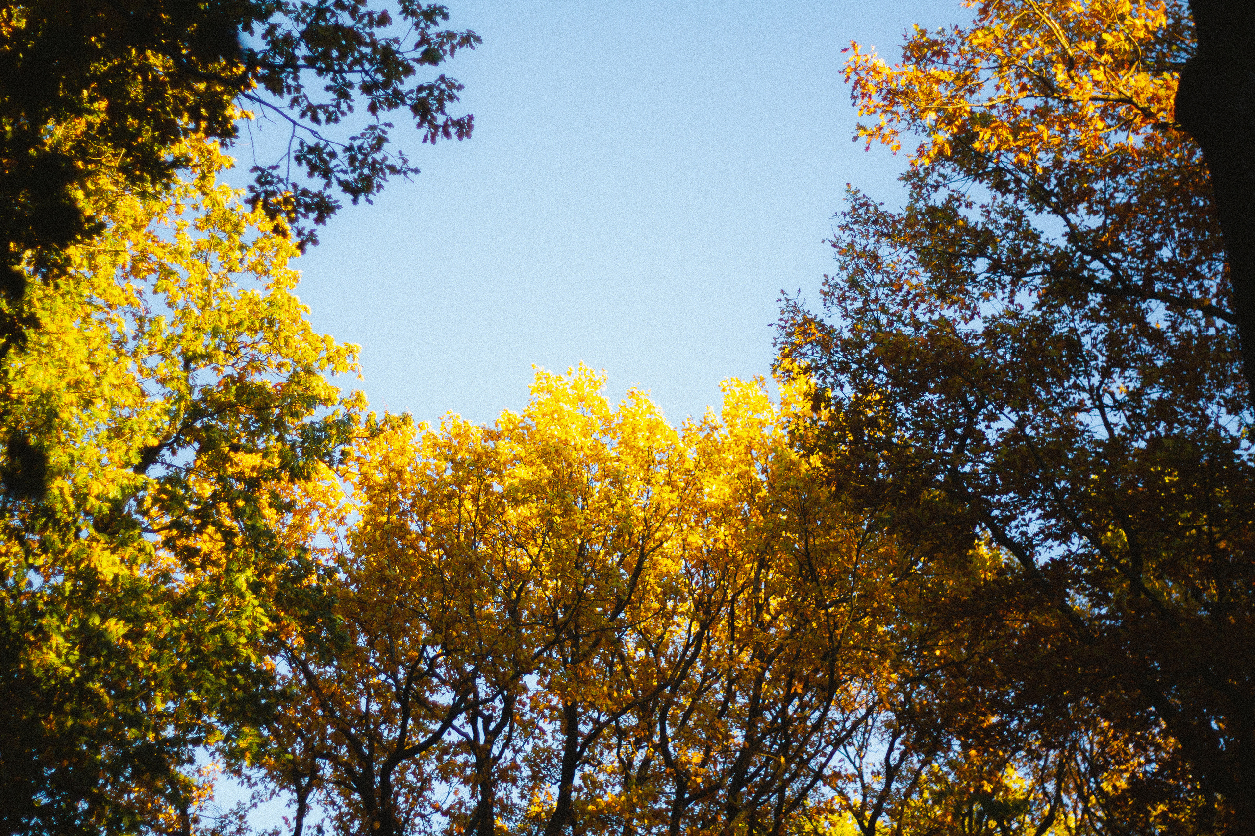 Прогулка по эко-тропе Лисий нос. Фотограф в Санкт-Петербурге