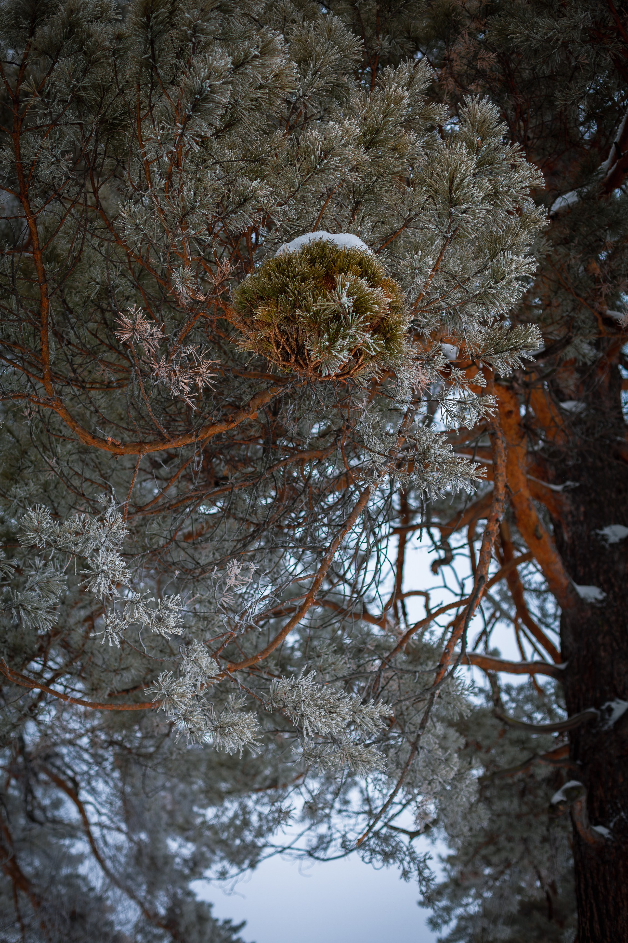Снежная прогулка. Фотограф в Томске Евгения Гуляева