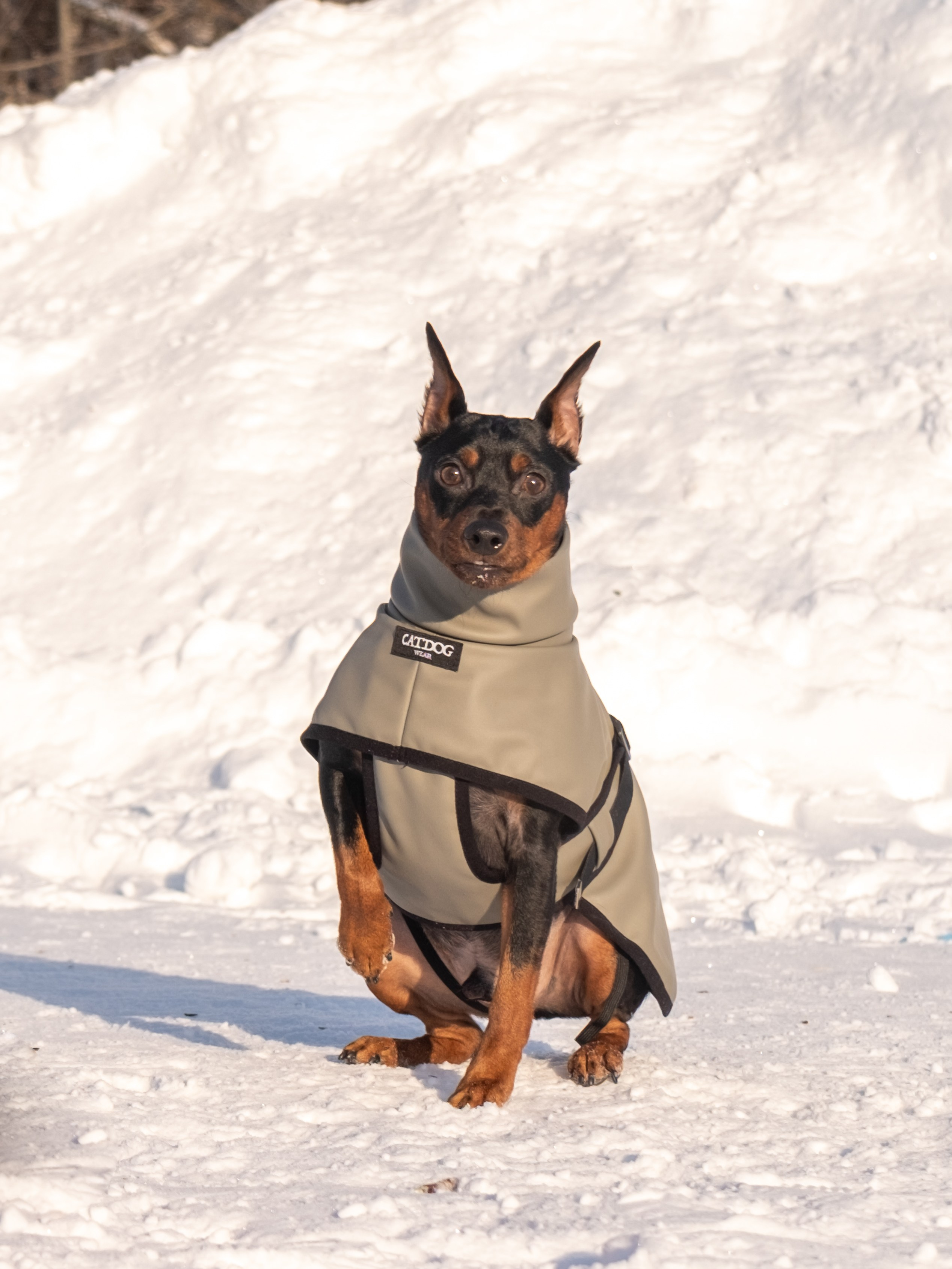 Одежда для собак. Заказчик — Екатерина!. Зоофотограф, фотограф животных в Москве и области Дина Дамоцева
