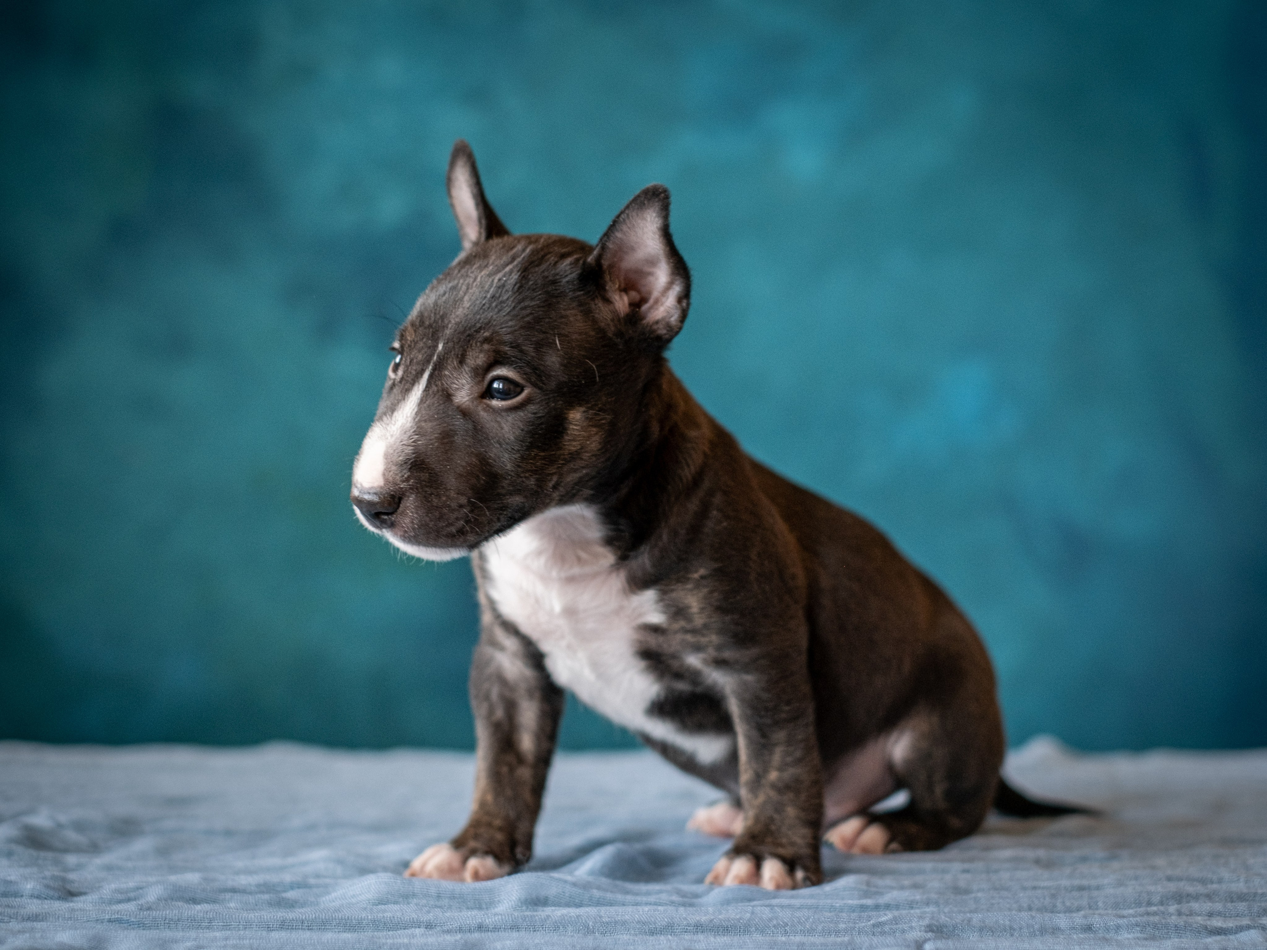 Сладкие булочки (МБТ — миниатюрный бультерьер) для Ильи). Зоофотограф, фотограф животных в Москве и области Дина Дамоцева