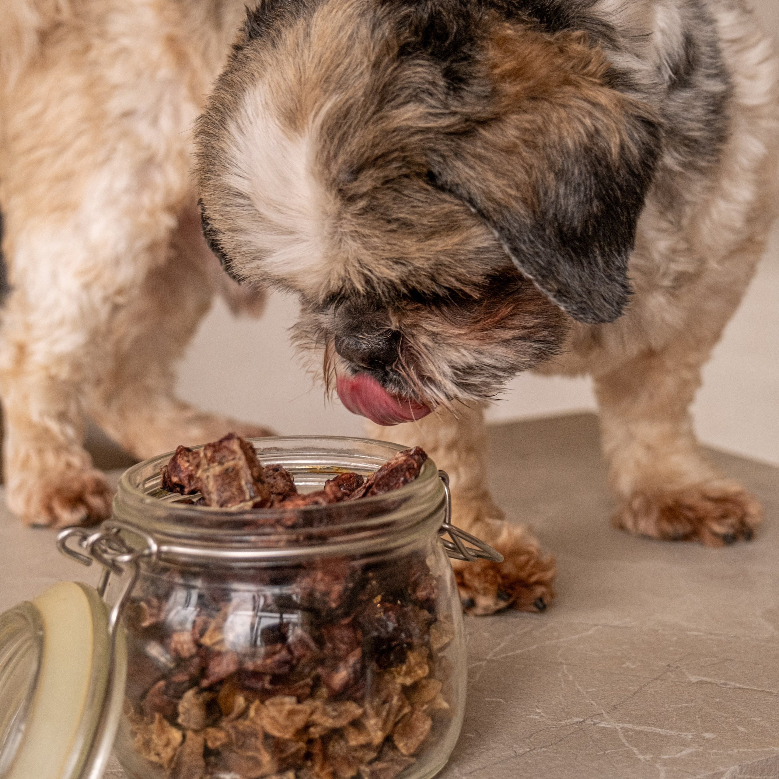 Съёмка для рекламной кампании лакомств для собак (для Григория)!. Зоофотограф, фотограф животных в Москве и области Дина Дамоцева