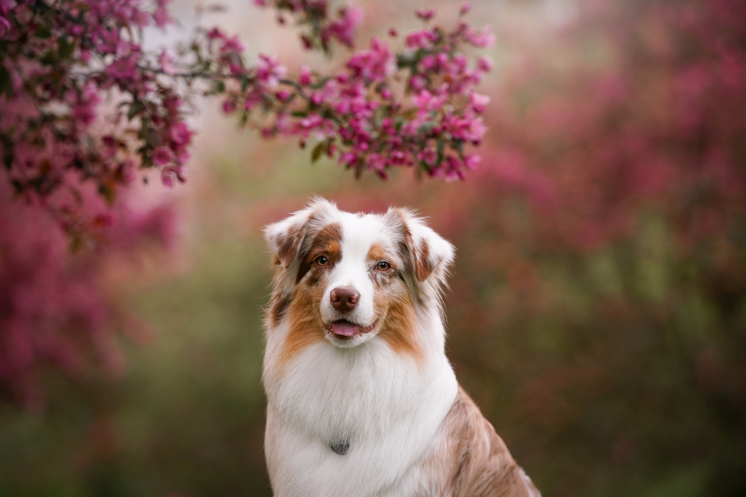 Панда в Яблоневом саду. Фотограф-анималист в Санкт-Петербурге Яна Мартынова
