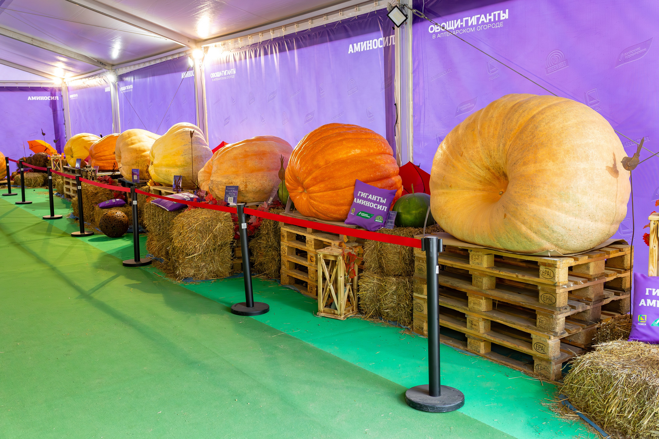 Овощи-гиганты. Александра Куликова фотограф, Москва