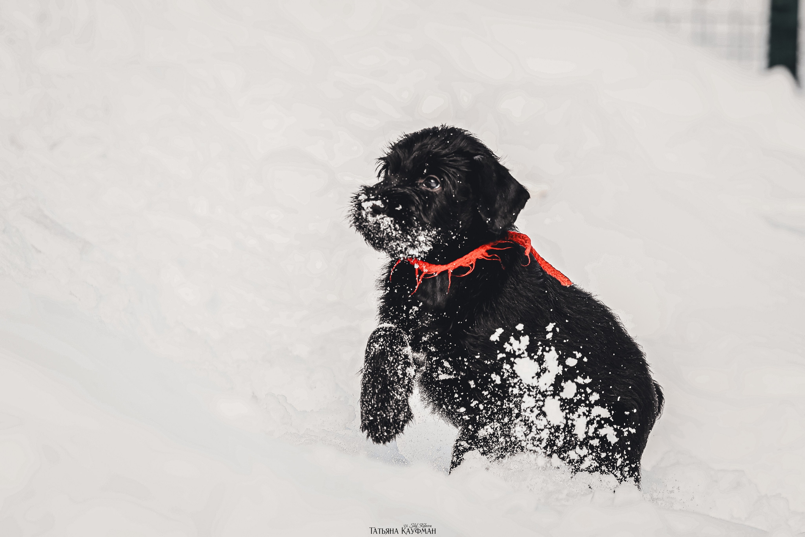 Ризеншнауцер, щенки ризеншнауцера, купить ризеншнауцера, купить щенка, ризеншнауцер Новосибирск, фотосъемка щенков, фотосессия собак, заказать фотосессию, фотографии щенков, сфотографировать щенка, фотограф Анималист, фотограф собак Новосибирск, фотограф анималист Новосибирск