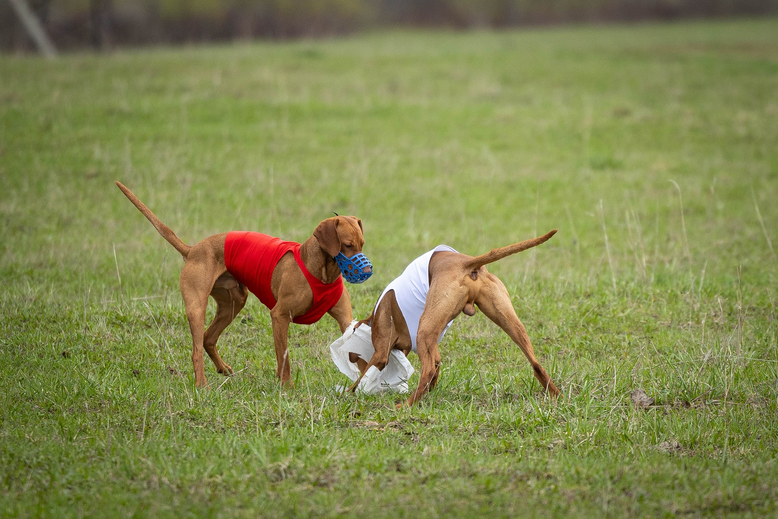 Курсинг. Фотограф Анималист в Перми Анастасия Остерман