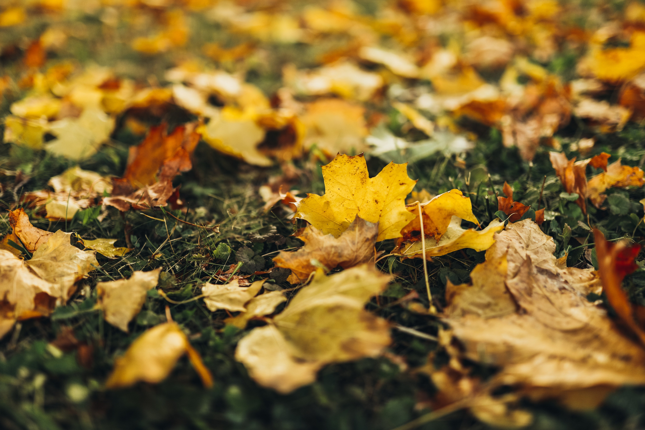 ОЛЬГА. Фотограф Лебедева Наталья
