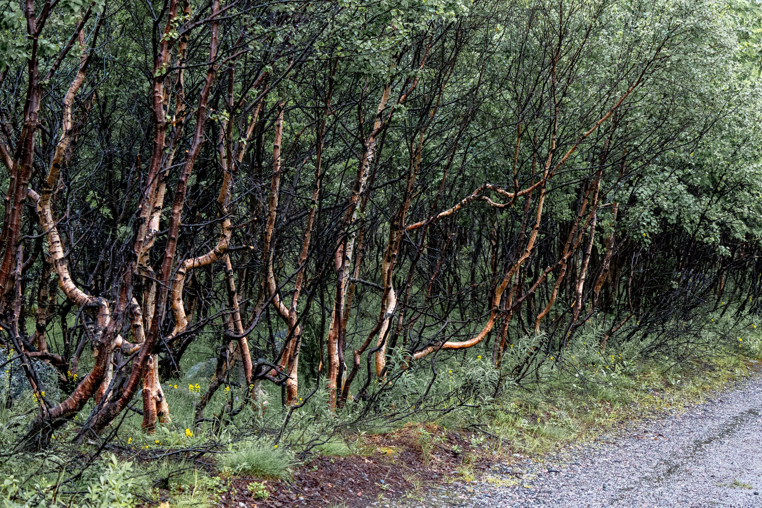 Кольский полуостров. ПОБУДЬ ЗДЕСЬ И ЦЕЛЕЕ БУДЕТ ЭТОТ МИР