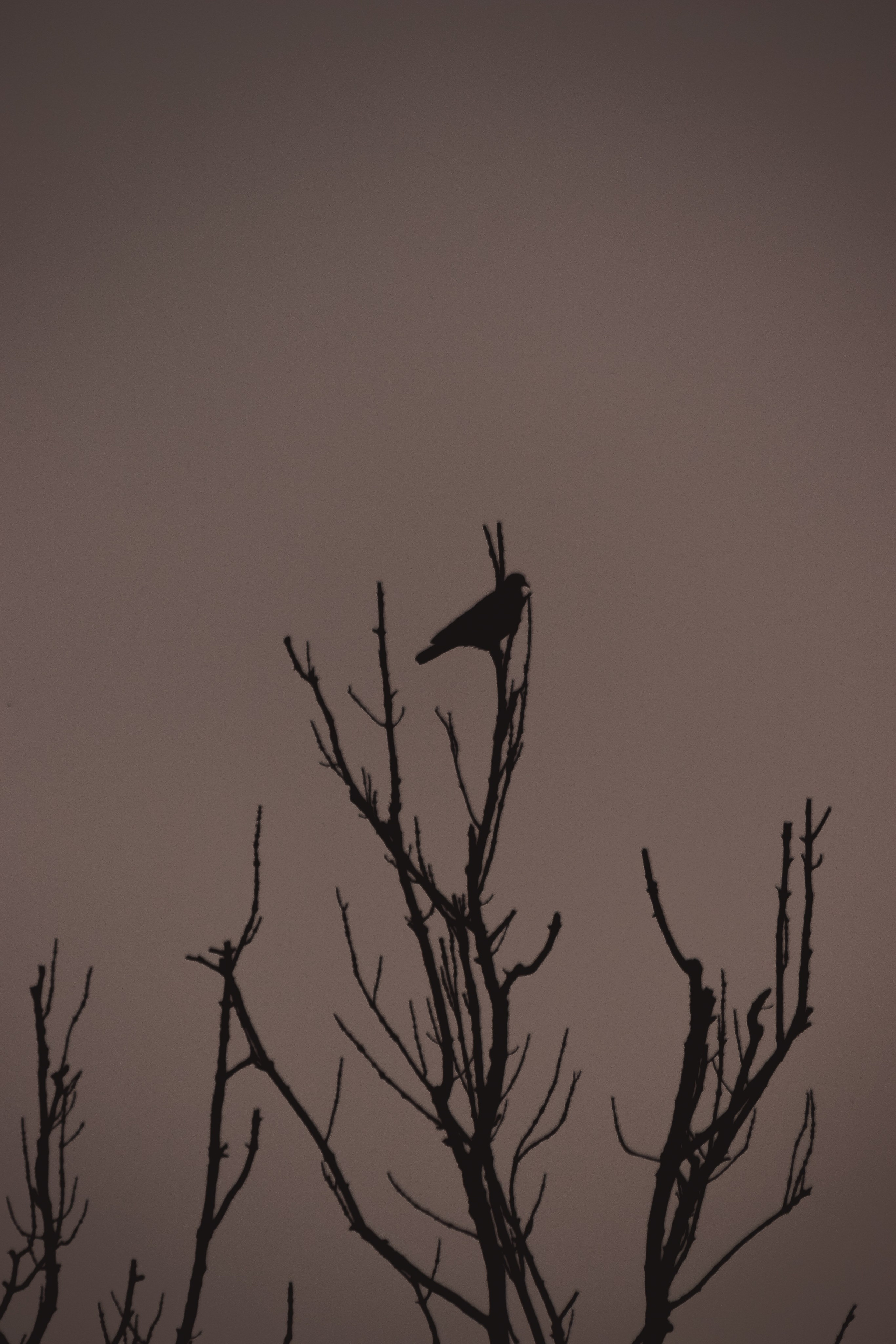 С Е П И Я. — Digital Noise —