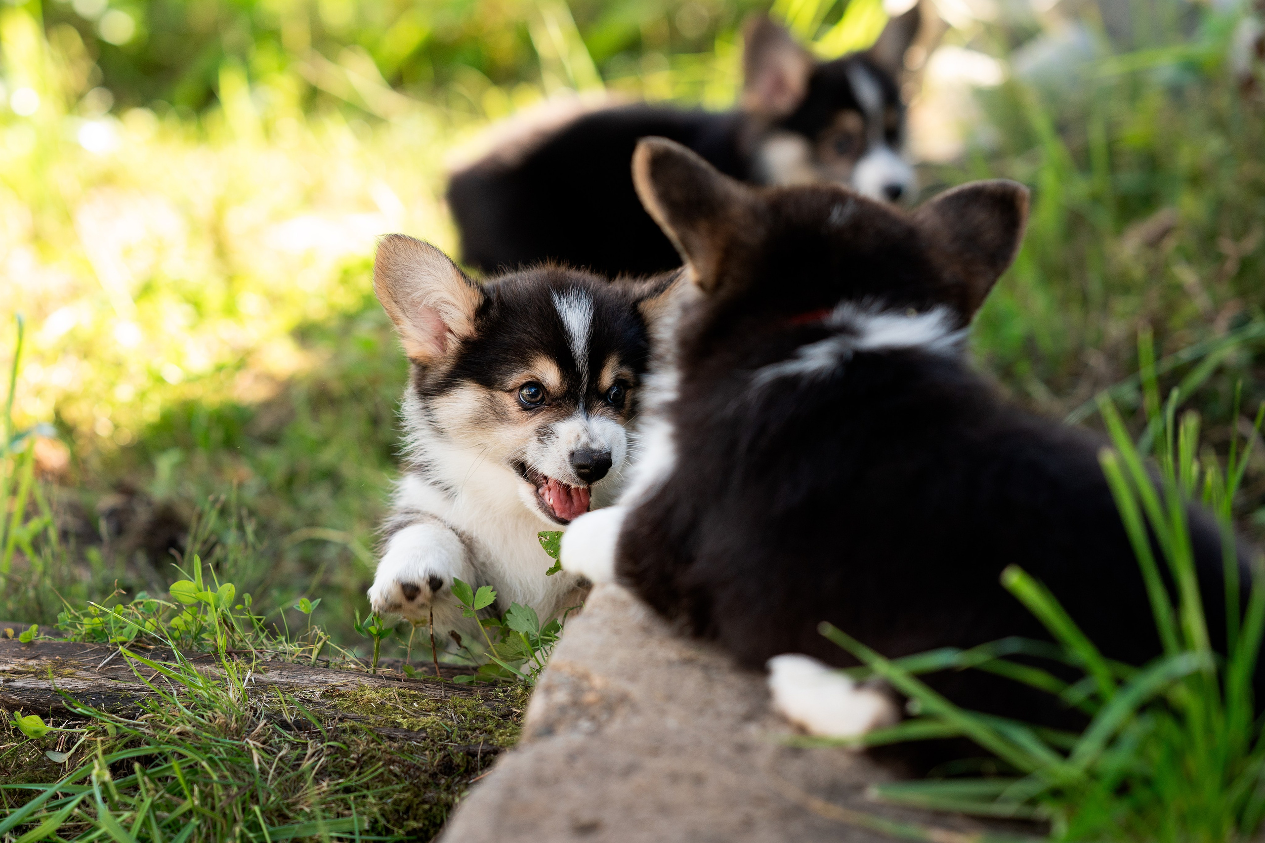 Заводчик Анастасия Подгорбунская. Творческий фотограф Вологда