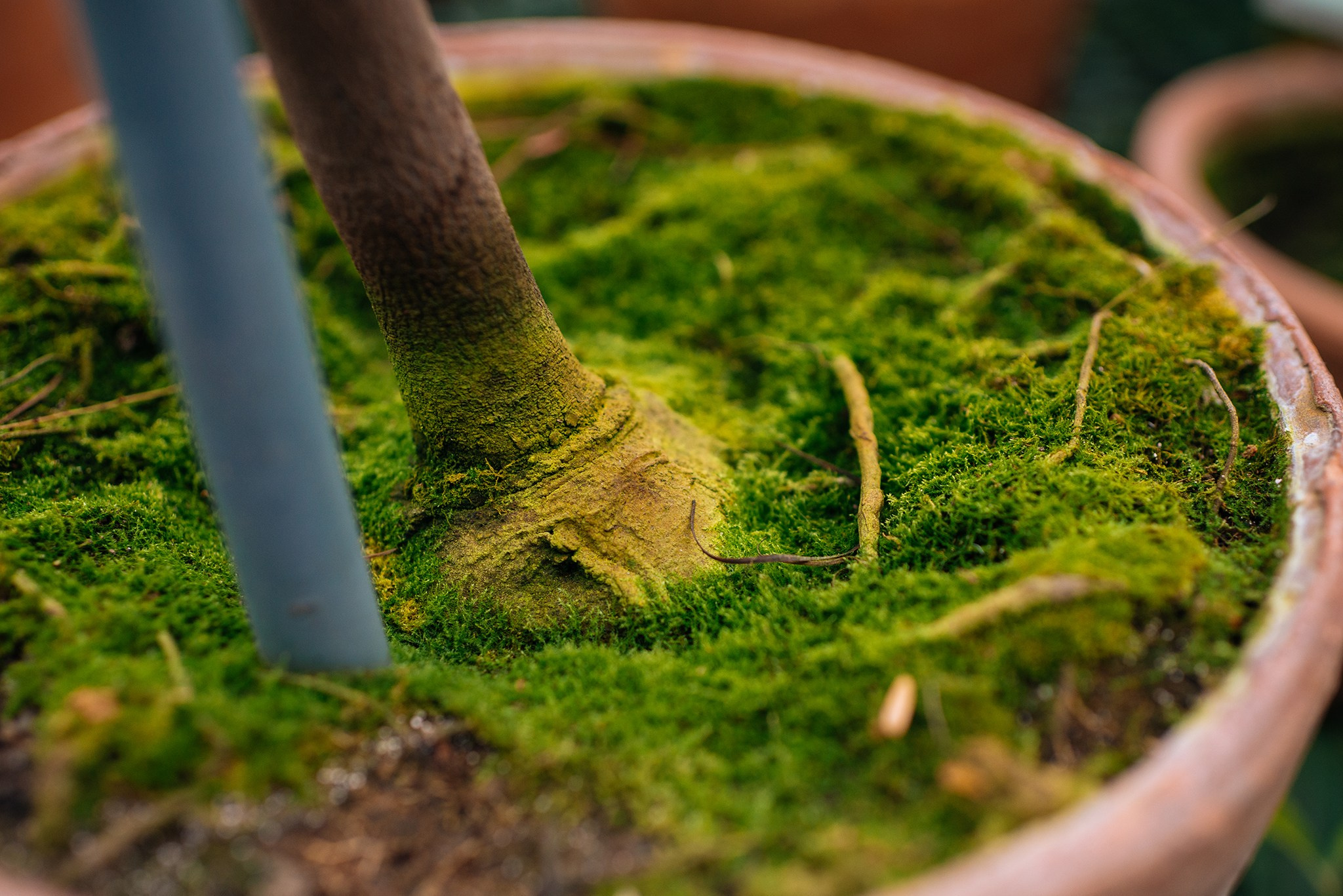 Ботанический сад. Субтропический маршрут. Март 26. Репортажный фотограф в Санкт-Петербурге Анастасия Клёпова