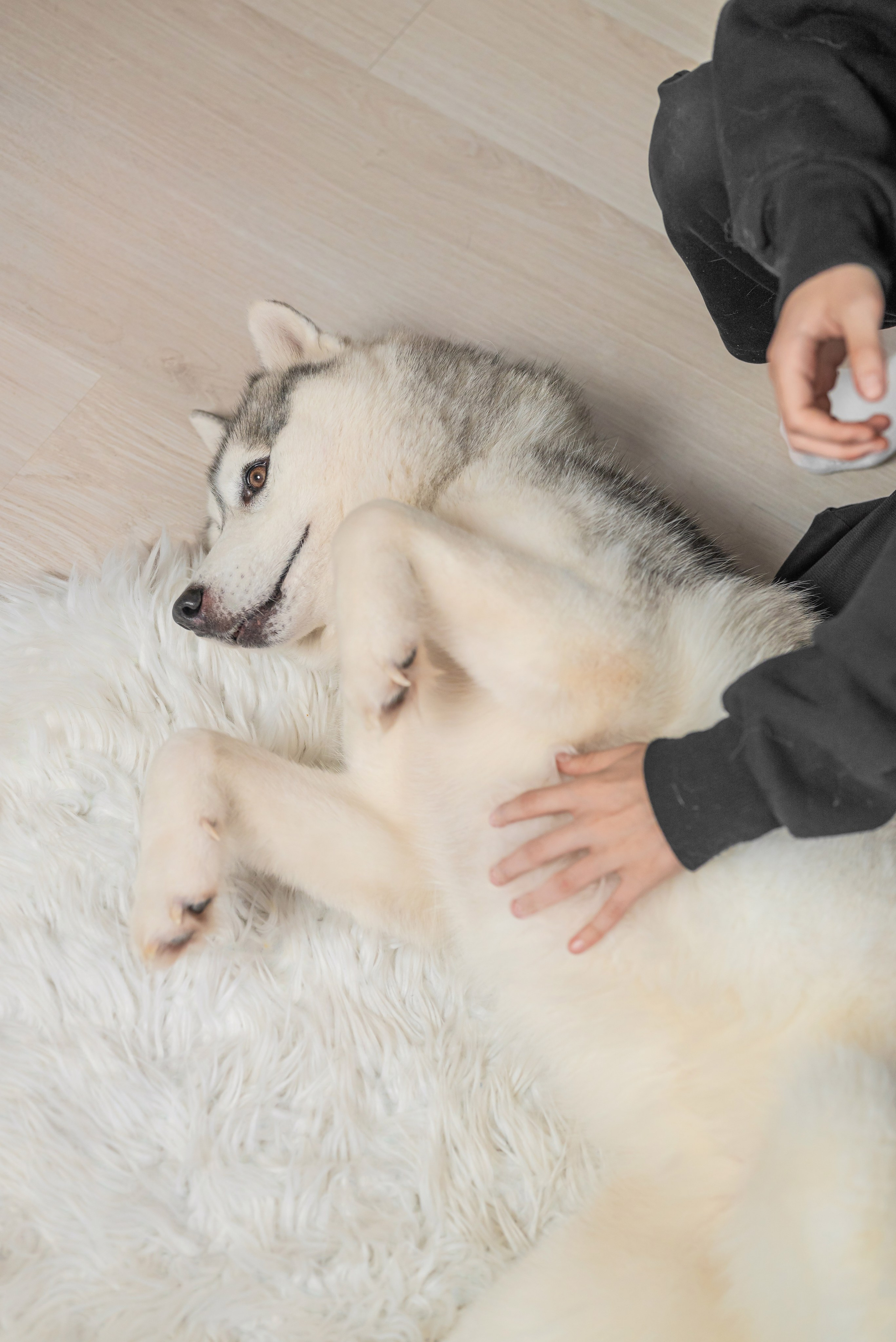Фотопроект с хаски. Фотограф в городе Салават