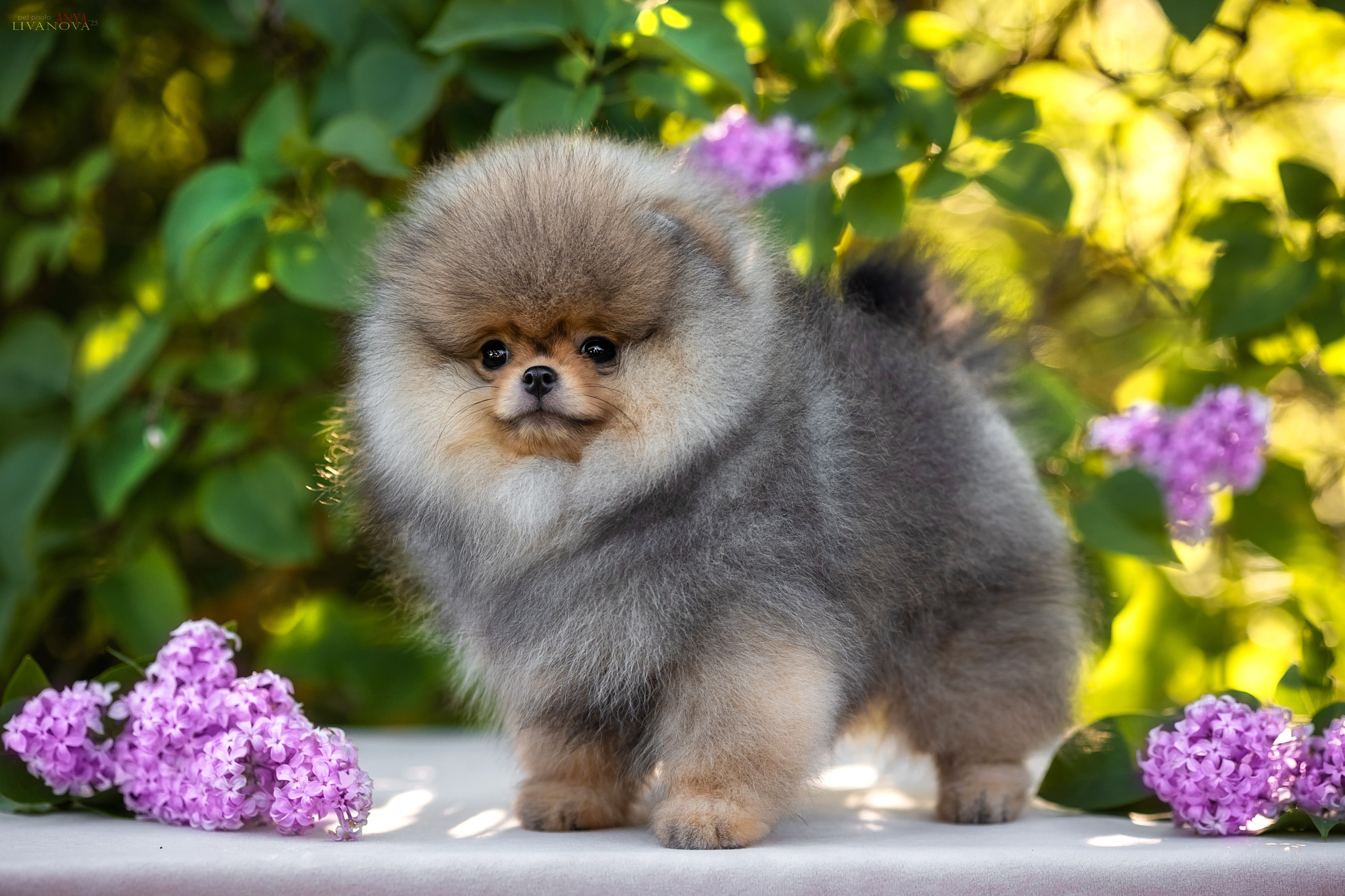 Шпичики. Фотограф анималист Аня Ливанова | Рыбинск