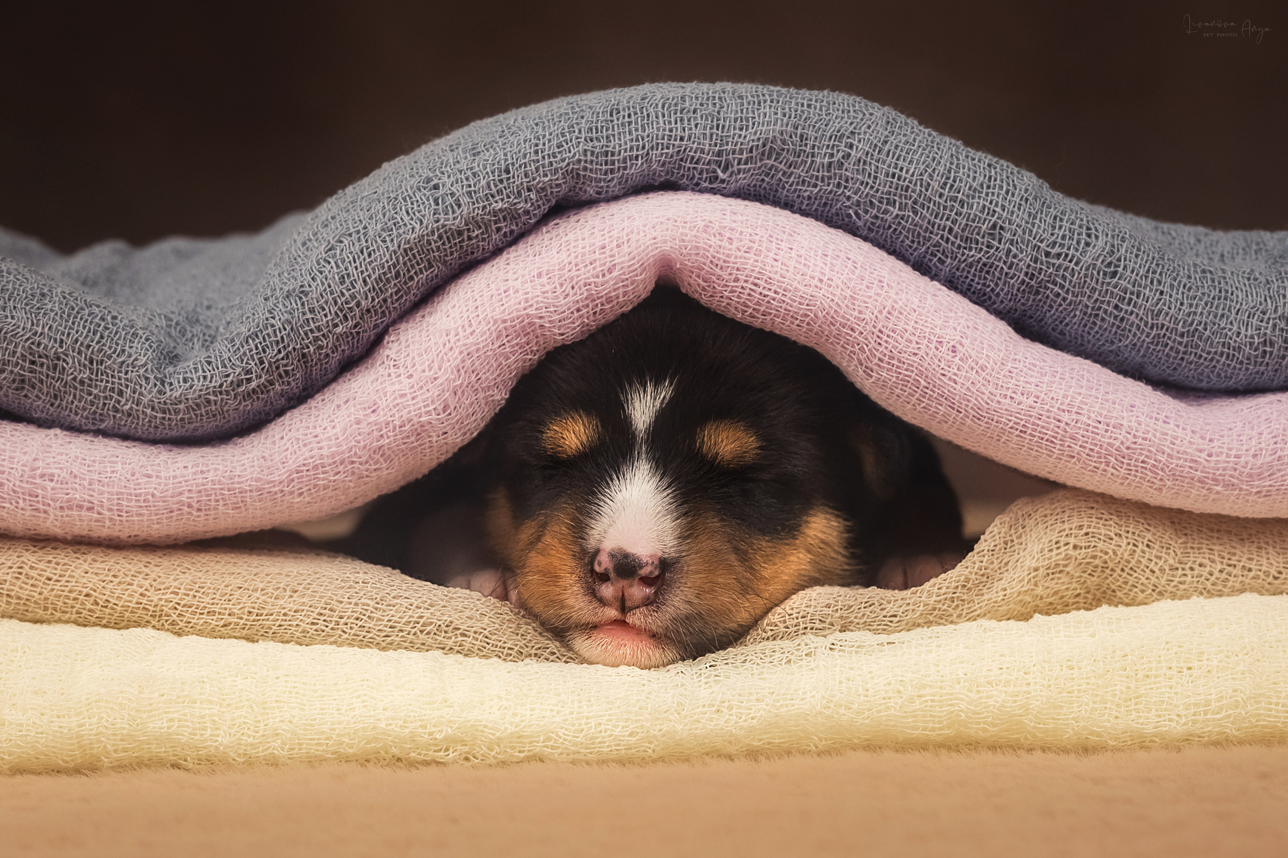 Басеньки. Фотограф анималист Аня Ливанова | Рыбинск