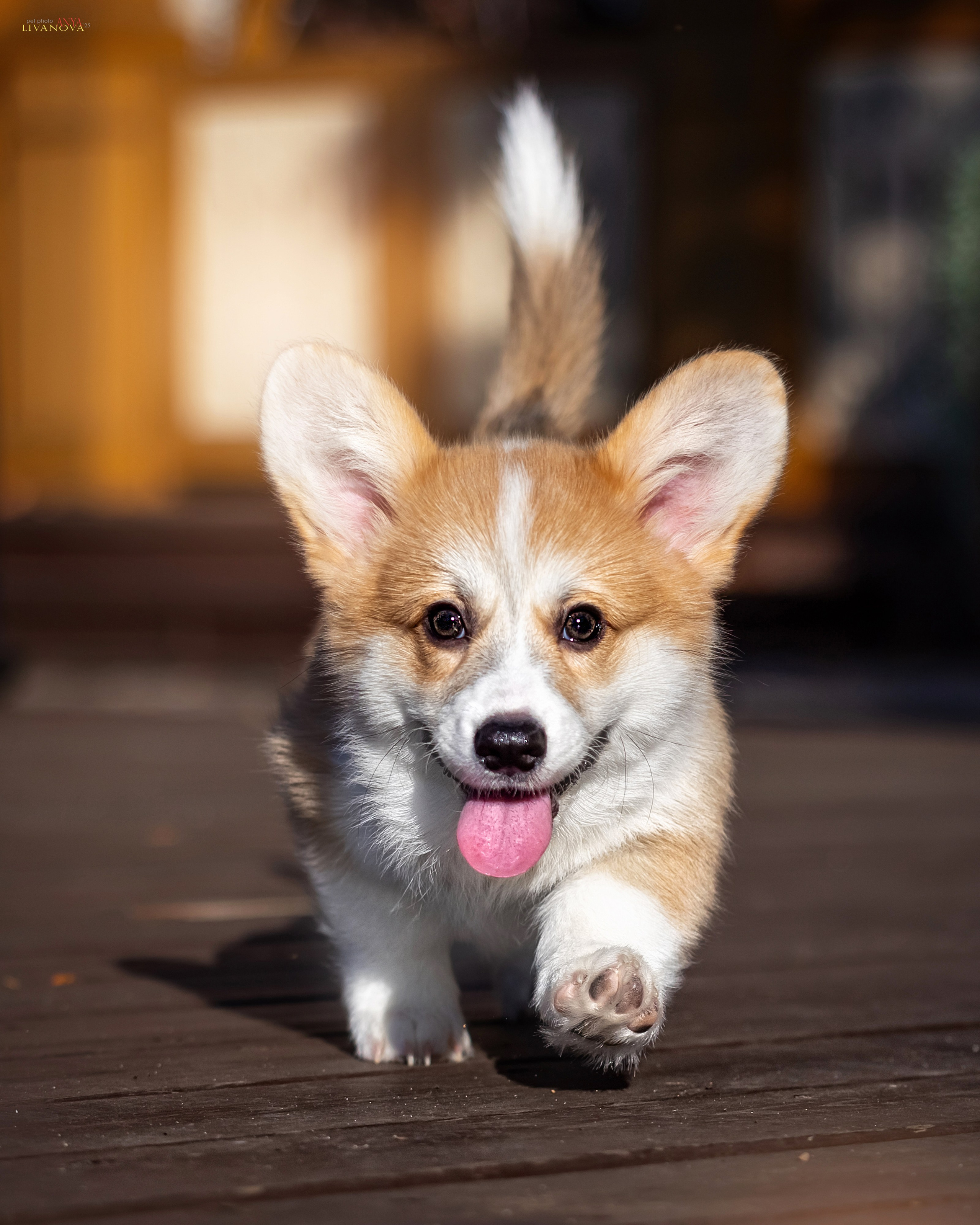 Коржики. Фотограф анималист Аня Ливанова | Рыбинск