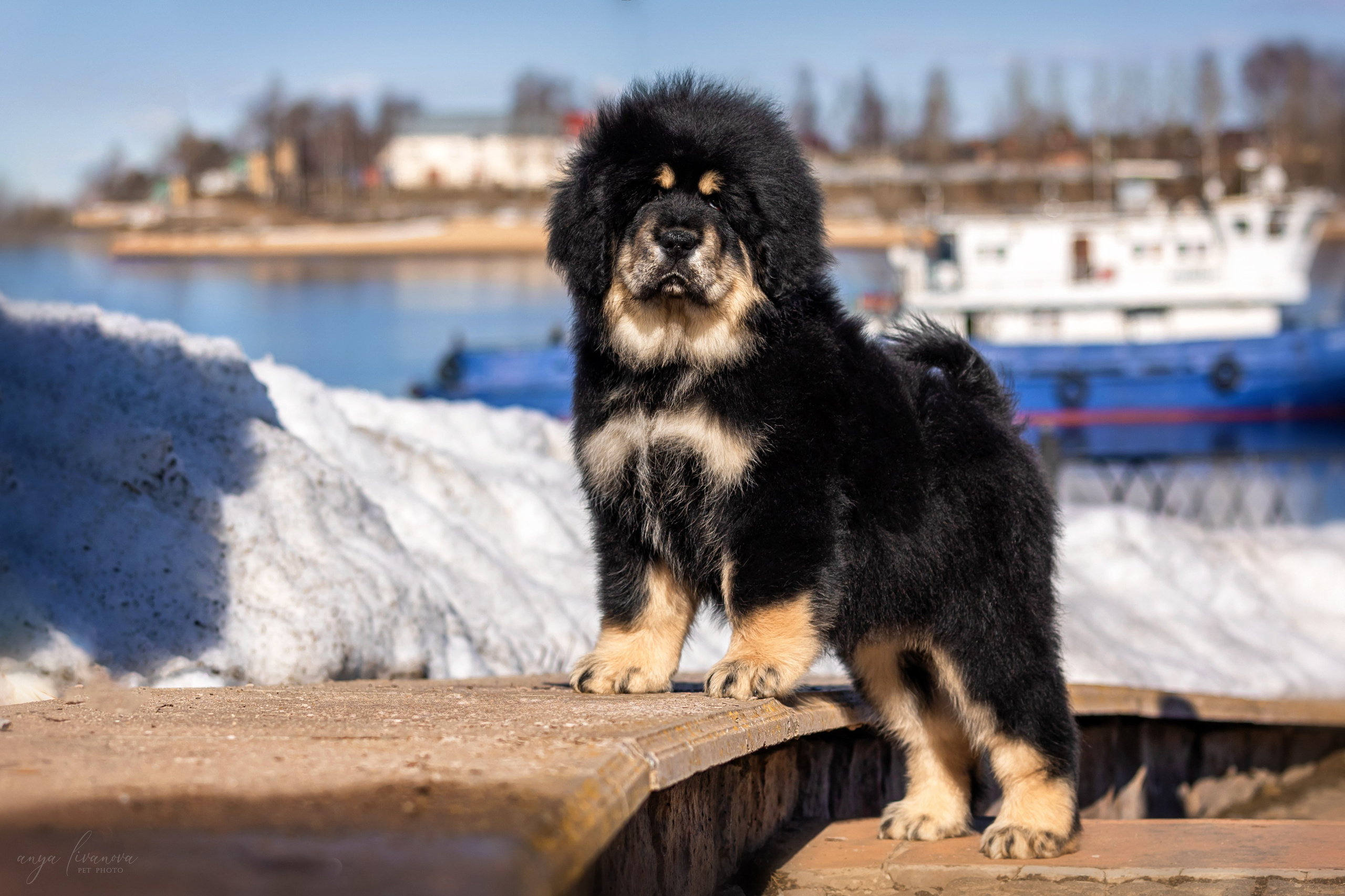 Тибеты. Фотограф анималист Аня Ливанова | Рыбинск