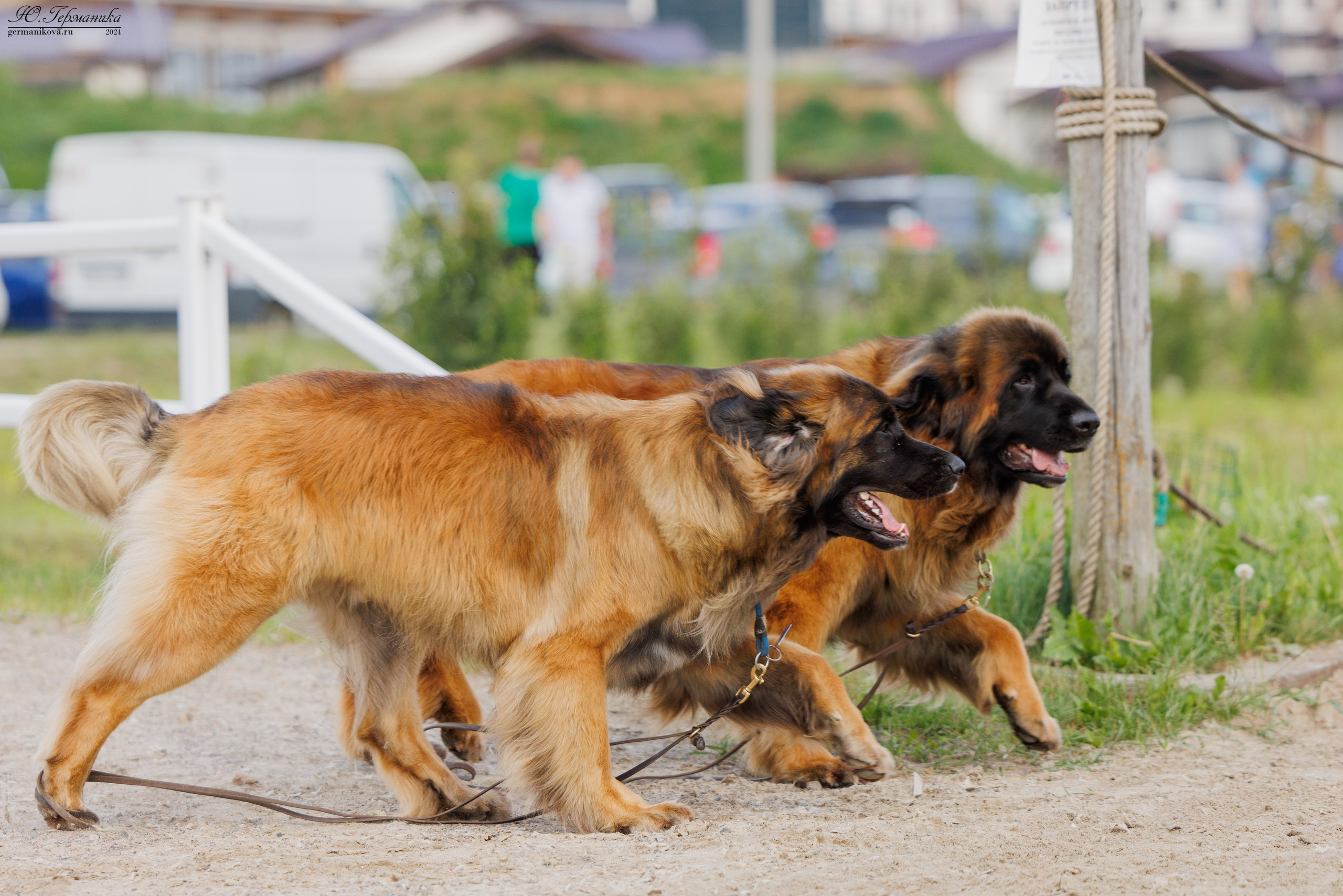 РОССИЯ 8-9.06.2024. Фотограф-анималист Юлия Германика