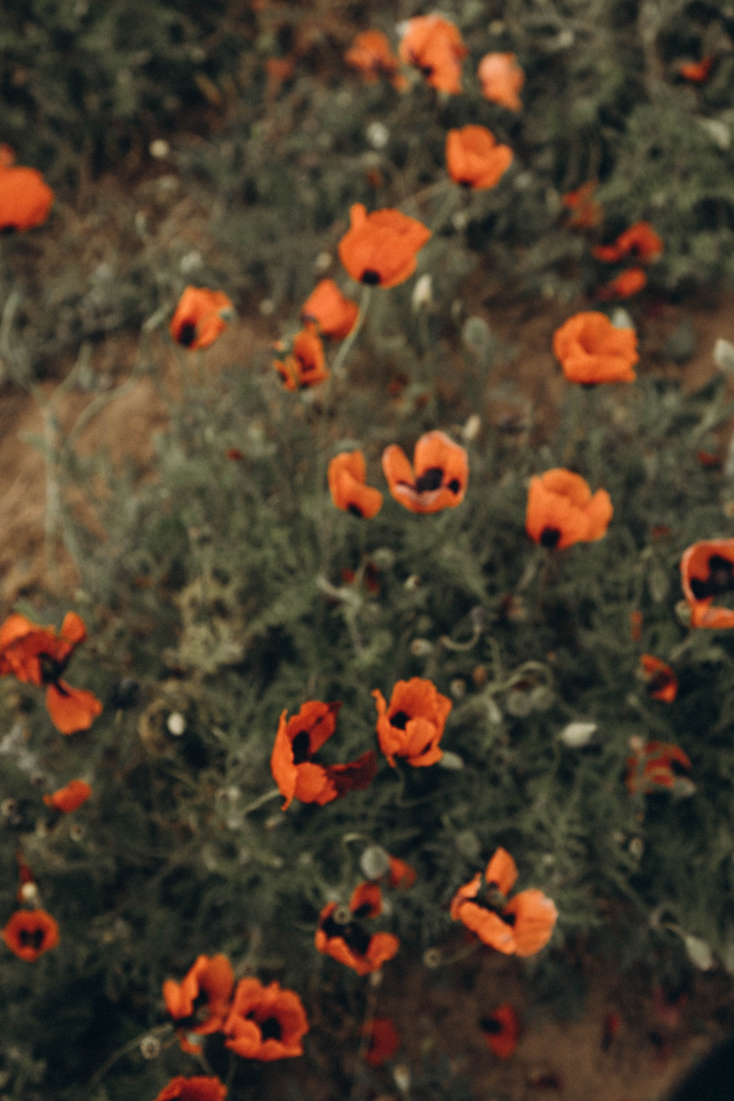 Путешествие в Дагестане. Профессиональный фотограф, Санкт-Петербург — Виктория Богомолова