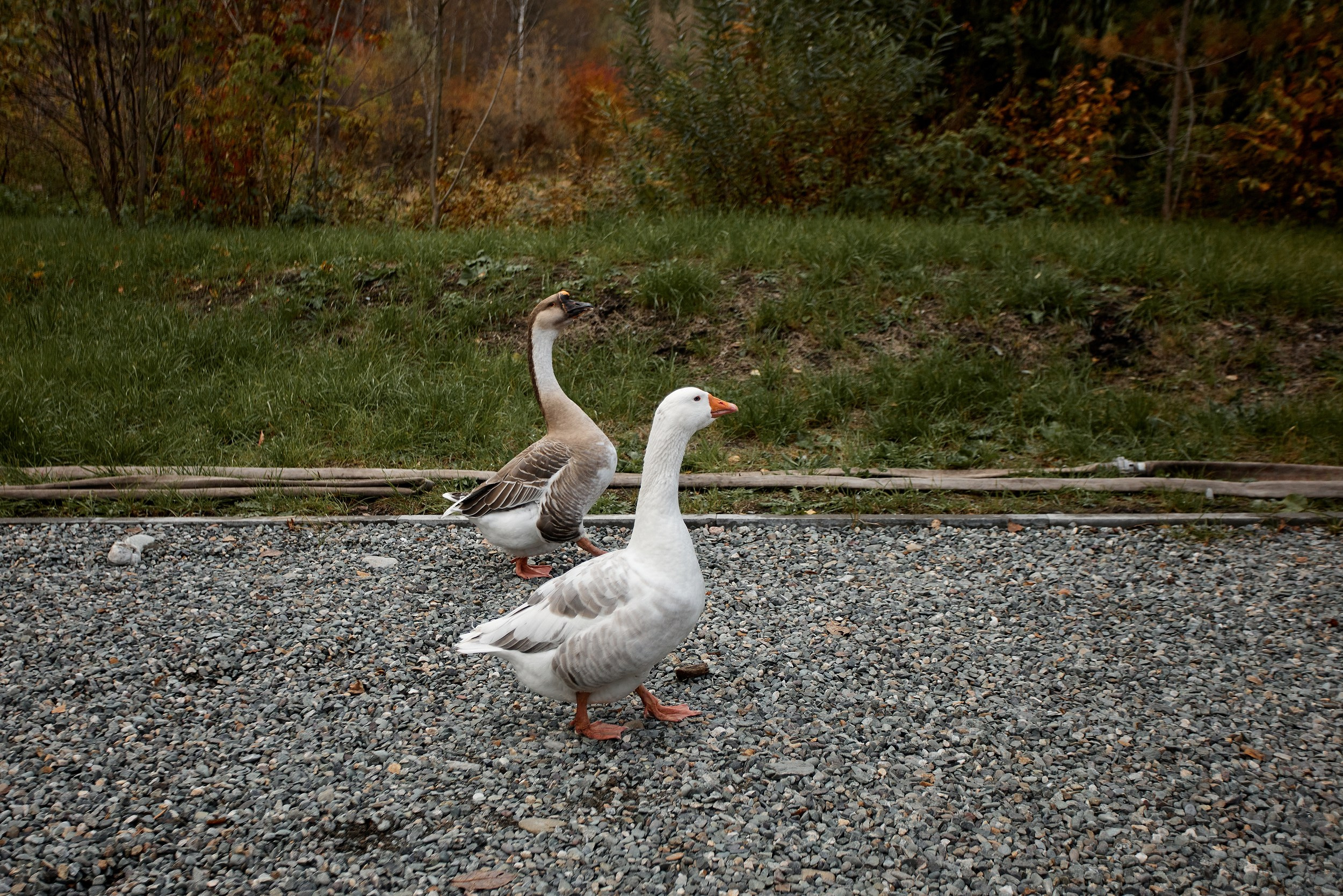 Алтай. Свадебный фотограф Челябинск, Екатеринбург, Курган — Виктор Слуднов