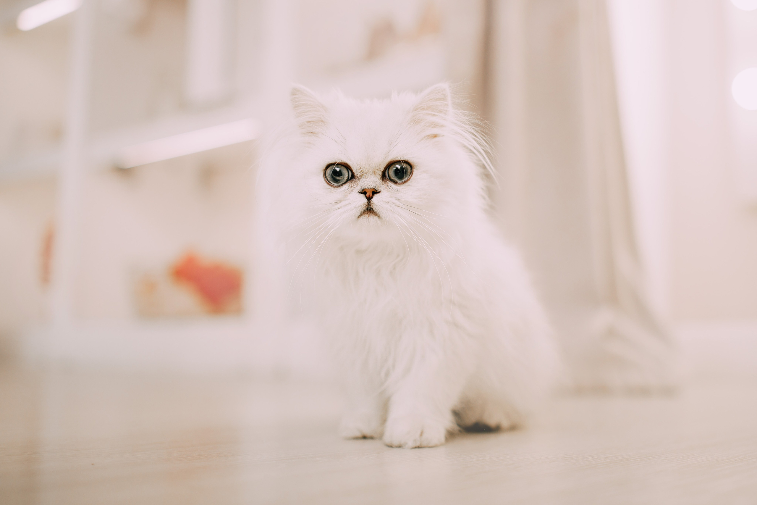 Султан, Мэй Мэй и Шанталь и их семья