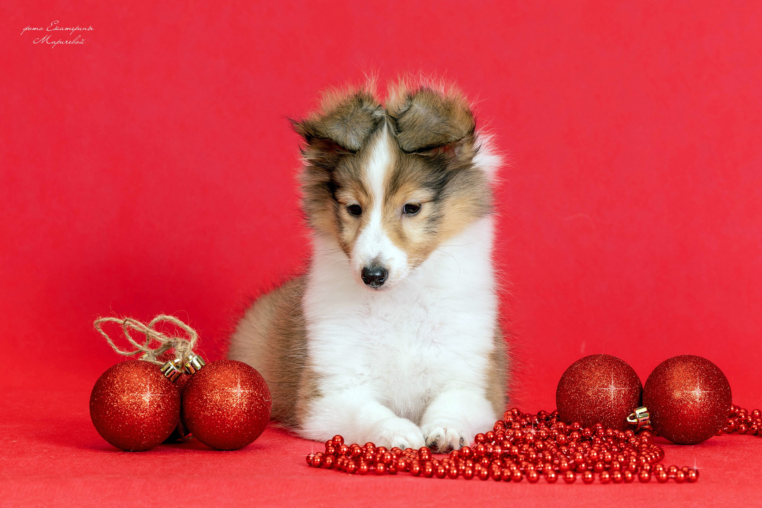Галерея щенков. Фотограф-анималист в Омске Екатерина Маричева