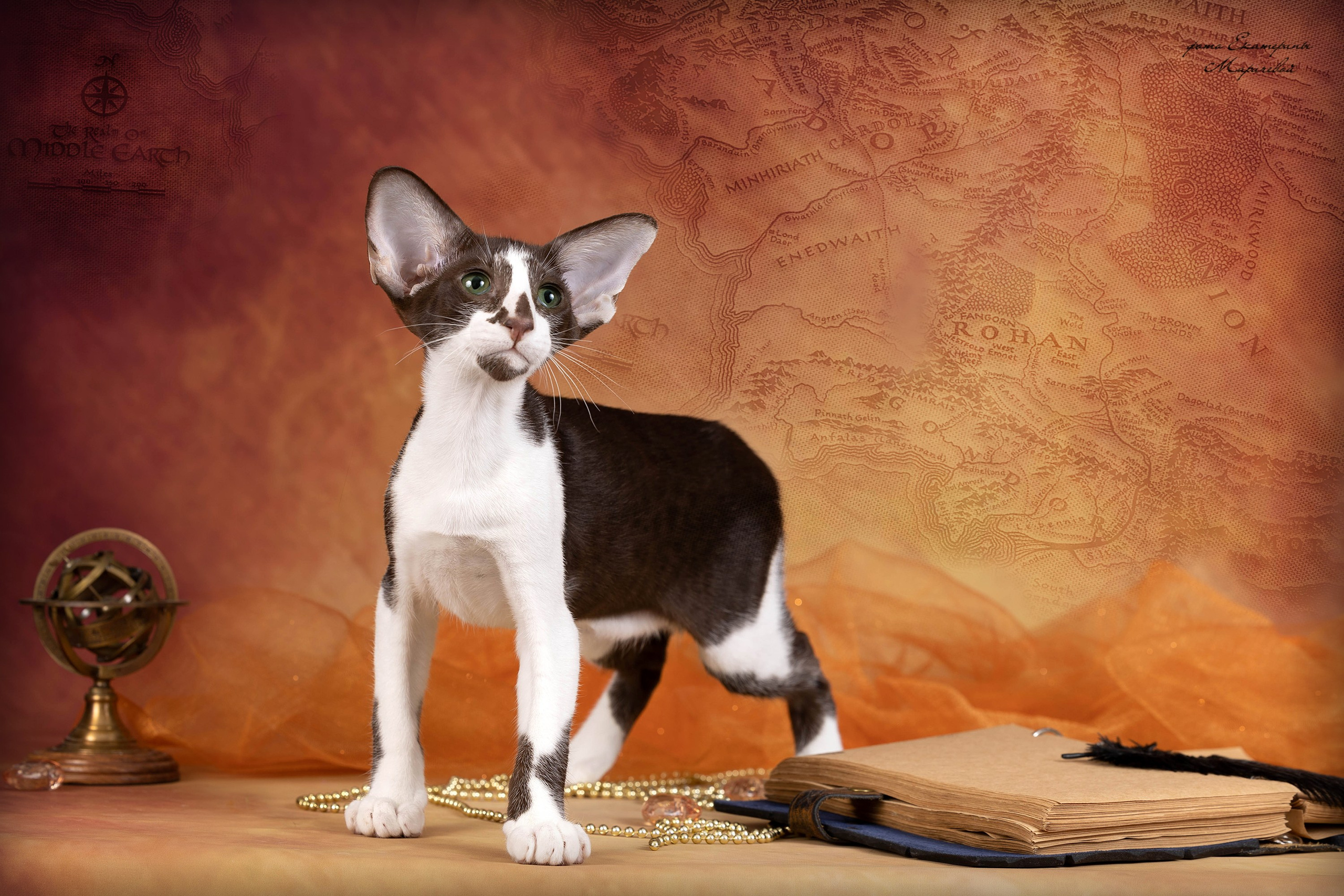 Галерея котят. Фотограф-анималист в Омске Екатерина Маричева