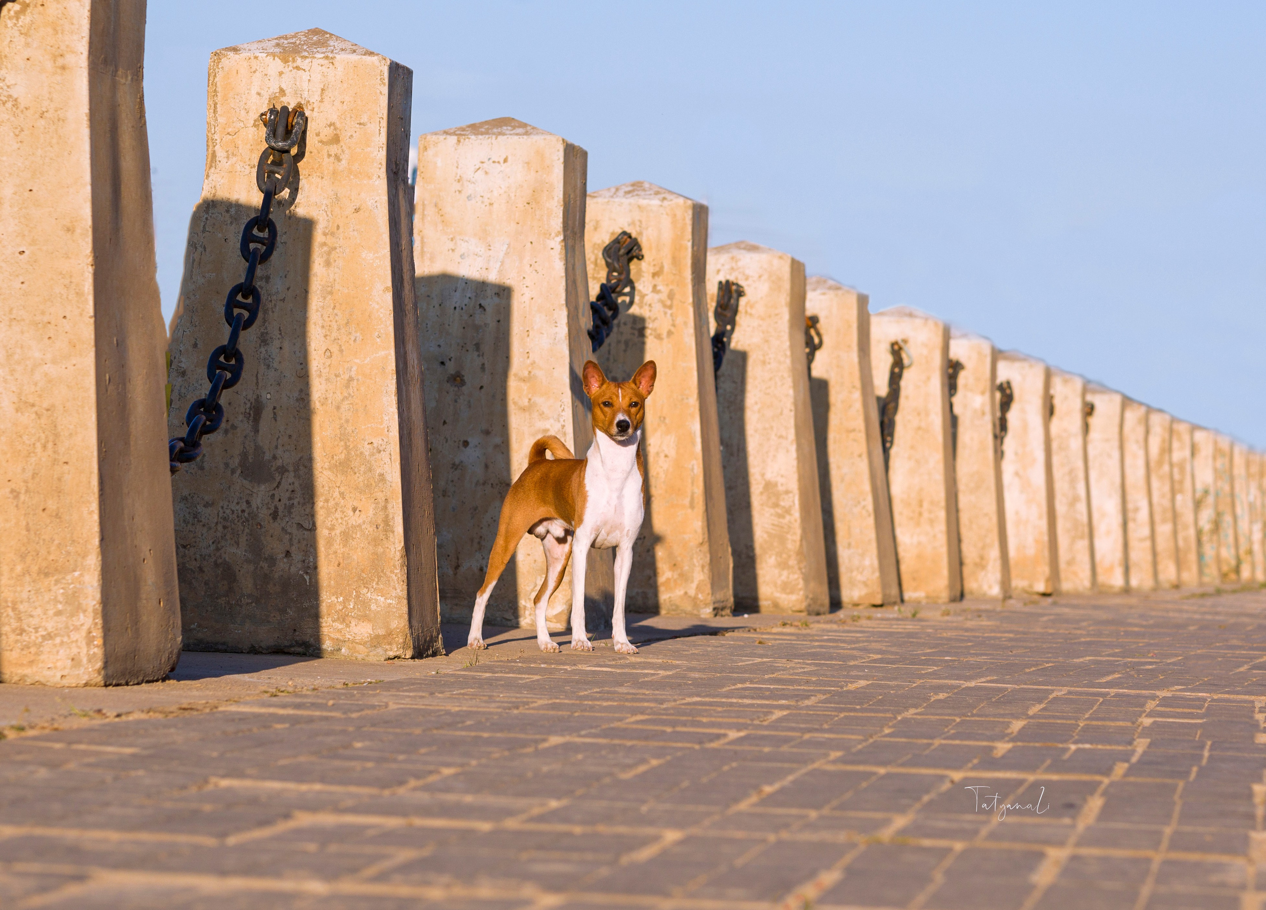 Басенджи. Фотограф — анималист Татьяна Ли
