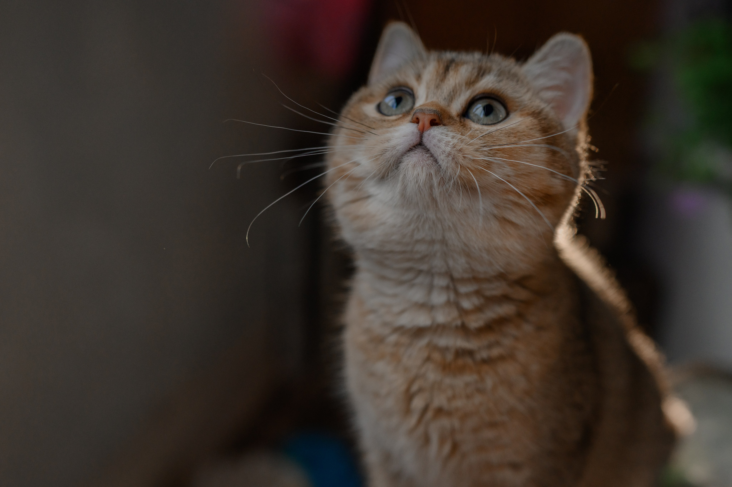 Питомник котят. Семейный фотограф и анималист в Москве и Московской области