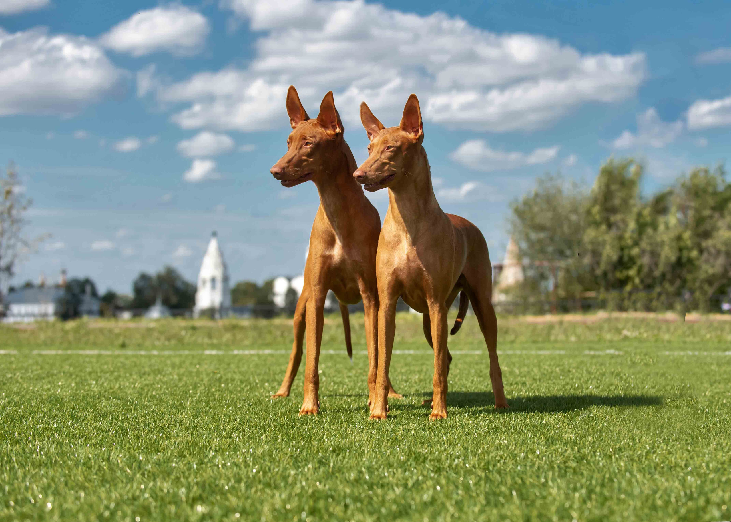 Собаки. Портретная и свадебная фотосъемка. Москва и область
