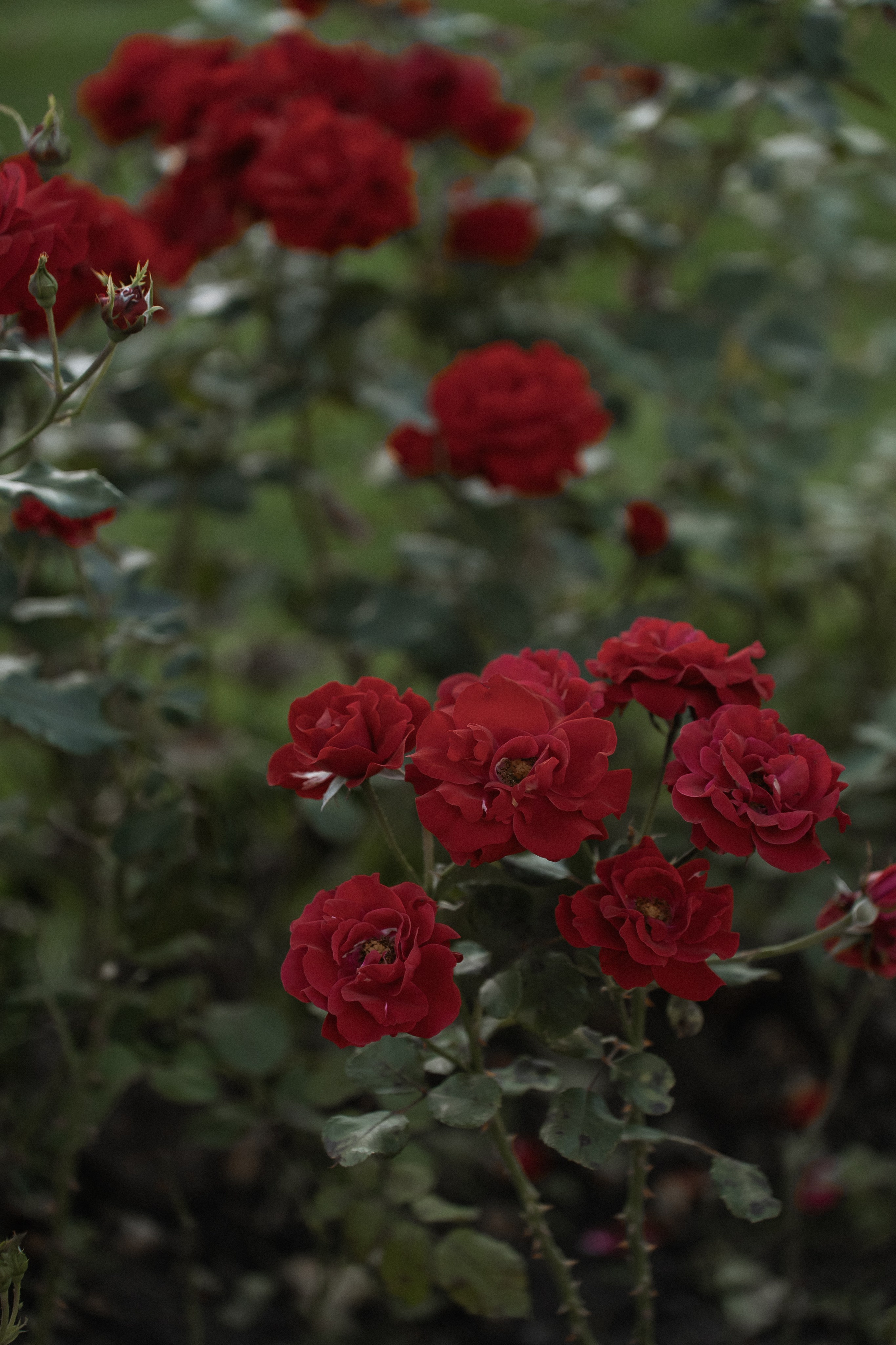 Я бы всю жизнь тебя целовал. Свадебный фотограф Москва Светлана Анисимова