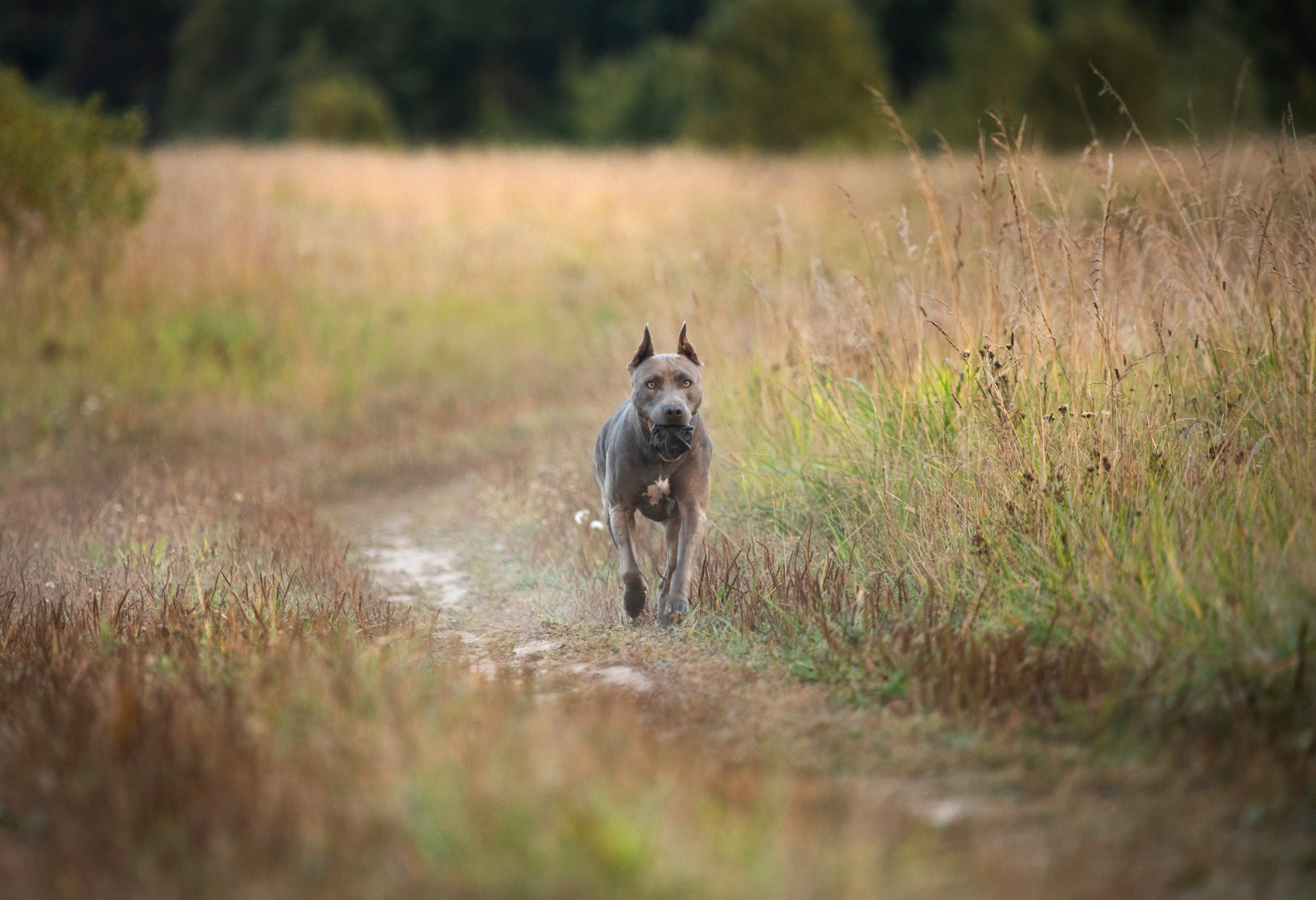 Прогулочные фотосъёмки лес, поле. Фотограф-анималист Павлова Любовь