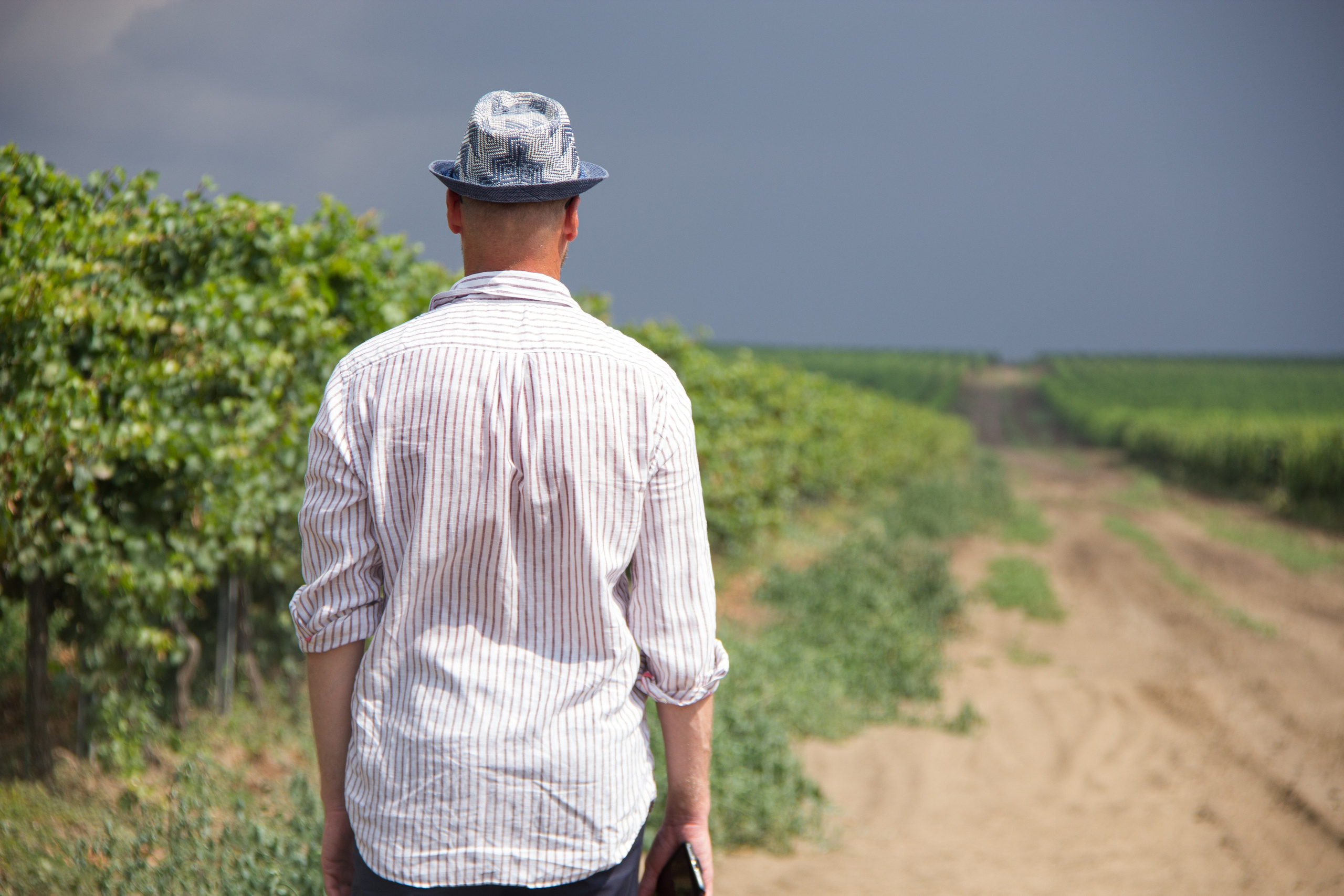 Kuban vineyards. Дария Галямова — фотограф: открытый, творческий, коммерческий